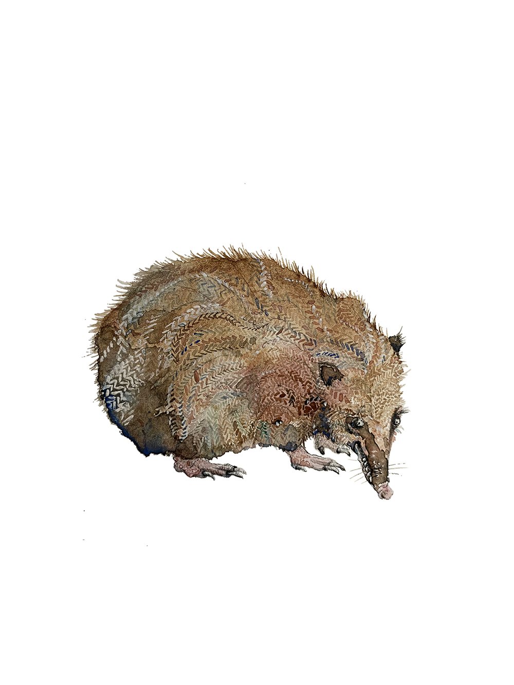 Tenrec