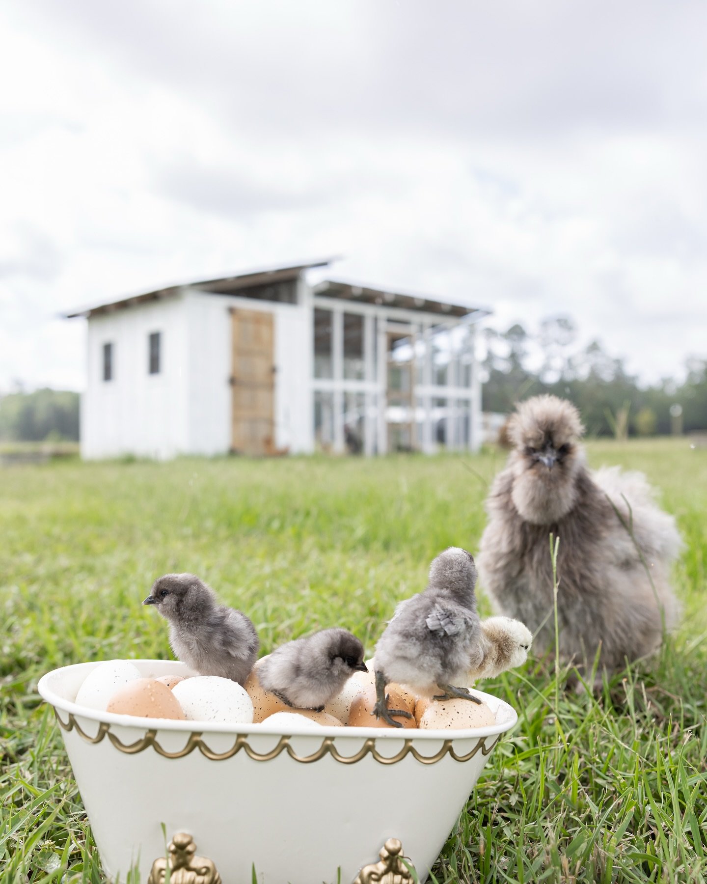 A little sneak peek of Reba&rsquo;s family photoshoot the other day. I&rsquo;ll share more tomorrow 🤭 #sneekpeek #reba #silkie #photoshoot #behindthescenes #backyardchickens
