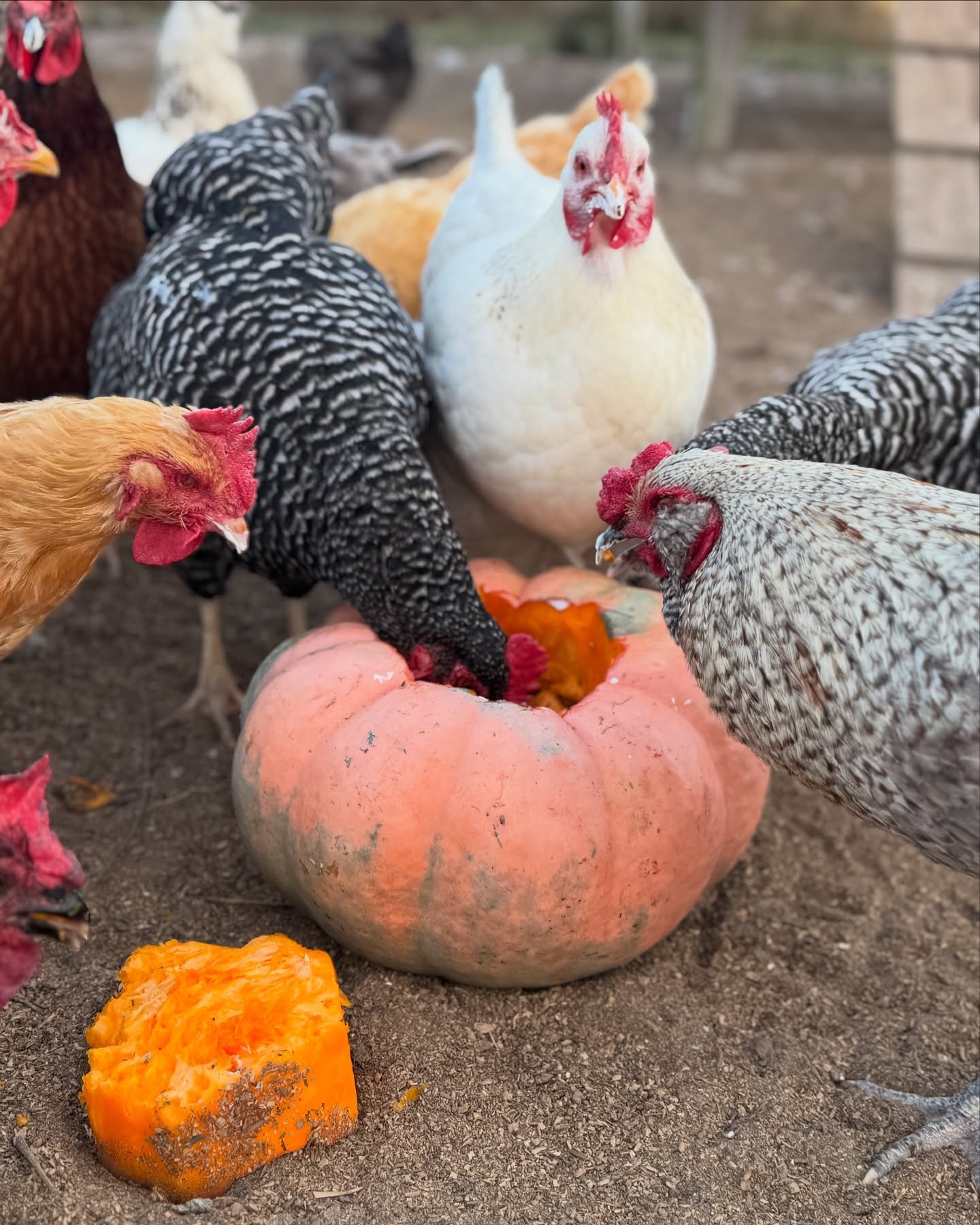 I think it was a hit #chickenpumpkinpie