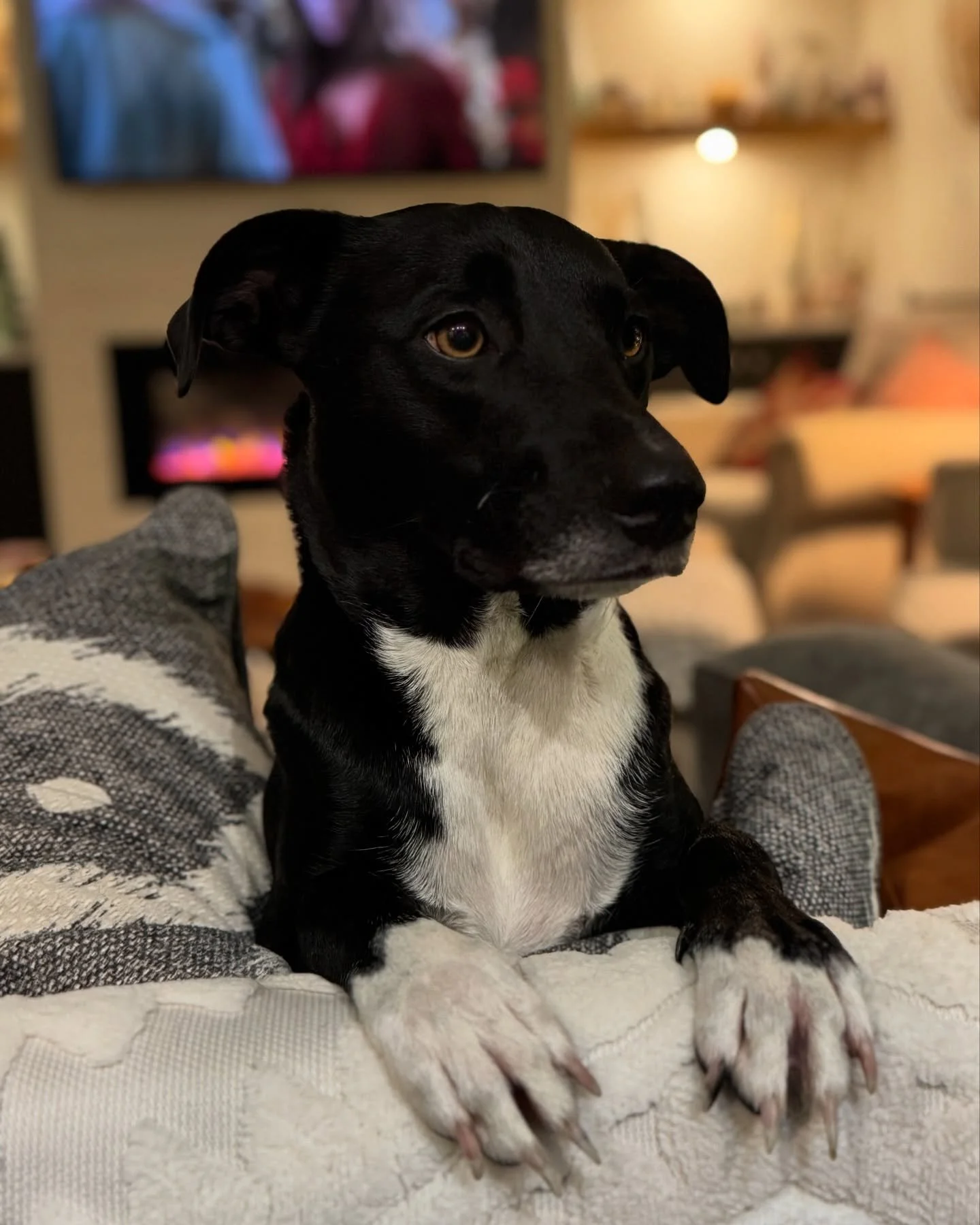 How would you like to be looked at like this every time you eat a meal?  It&rsquo;s the only time she&rsquo;s not acting nuts!  #scout #dogsofinstagram #dogsoffacebook
