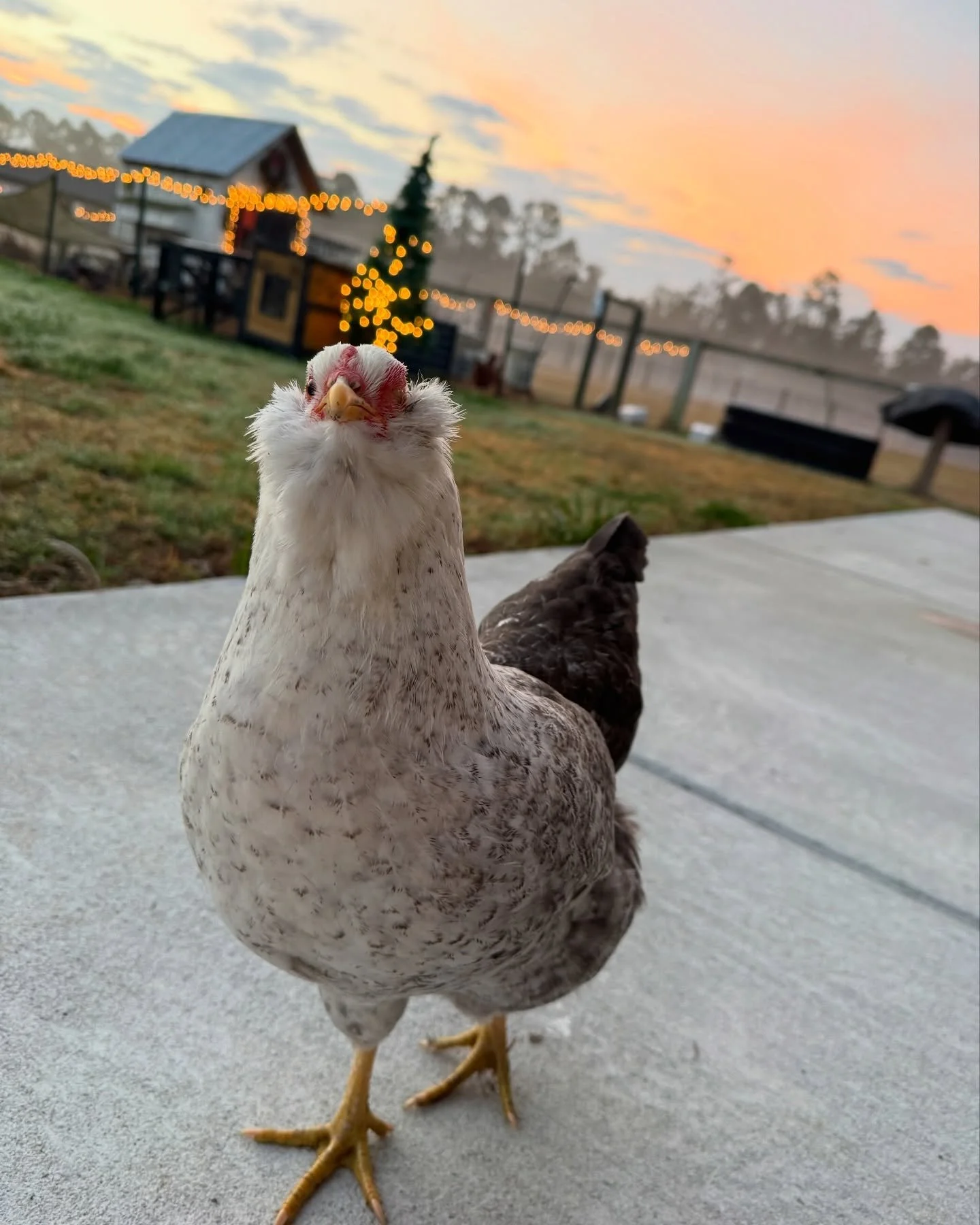 Good morning #olivethechicken #sunrise