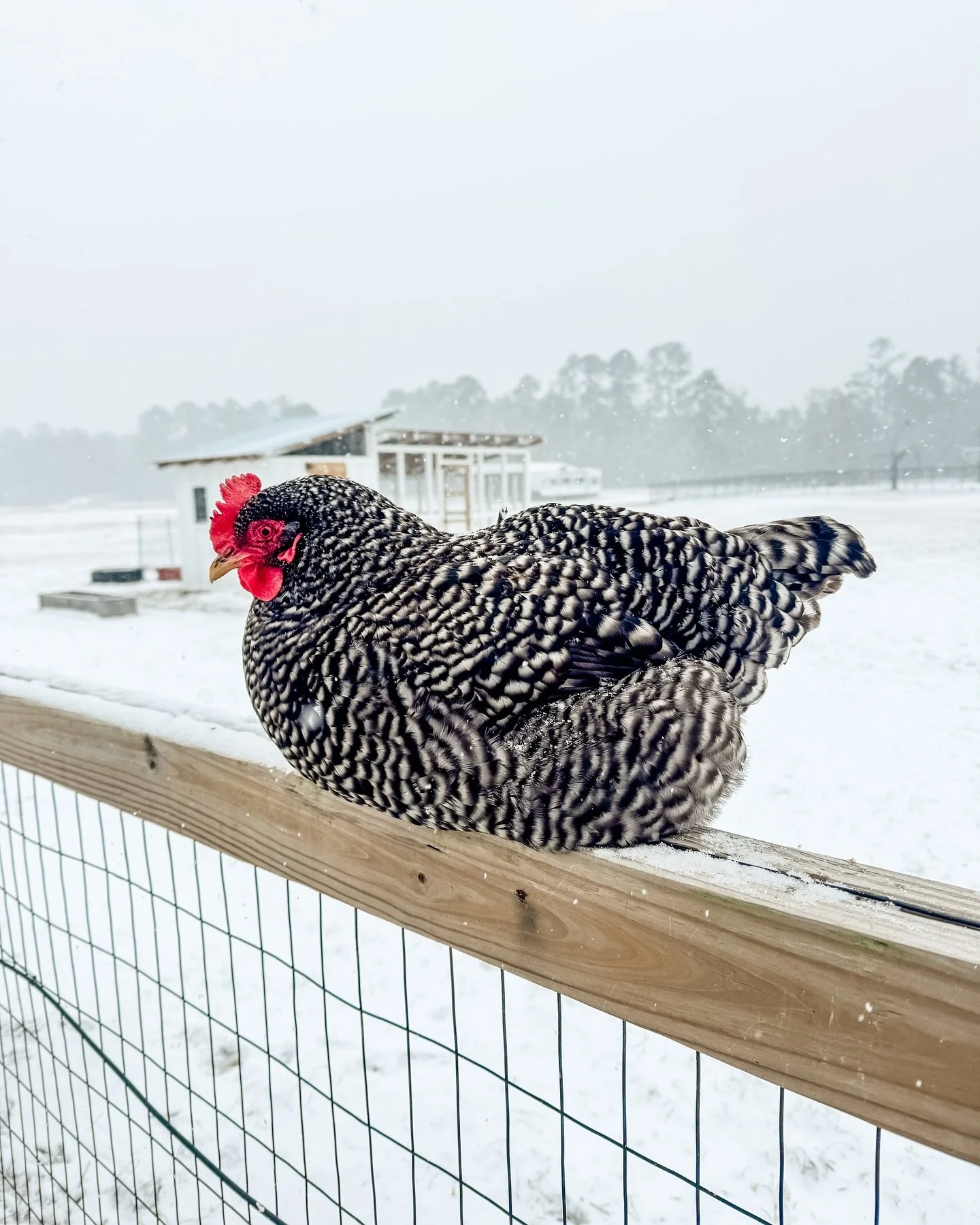 One year ago today, we got this magical snowstorm on the gulf coast of Mississippi. It&rsquo;s by far my favorite time since living here. Many kids and even adults had never experienced snow before. Day 2 gave us the perfect snowman building fluff. A
