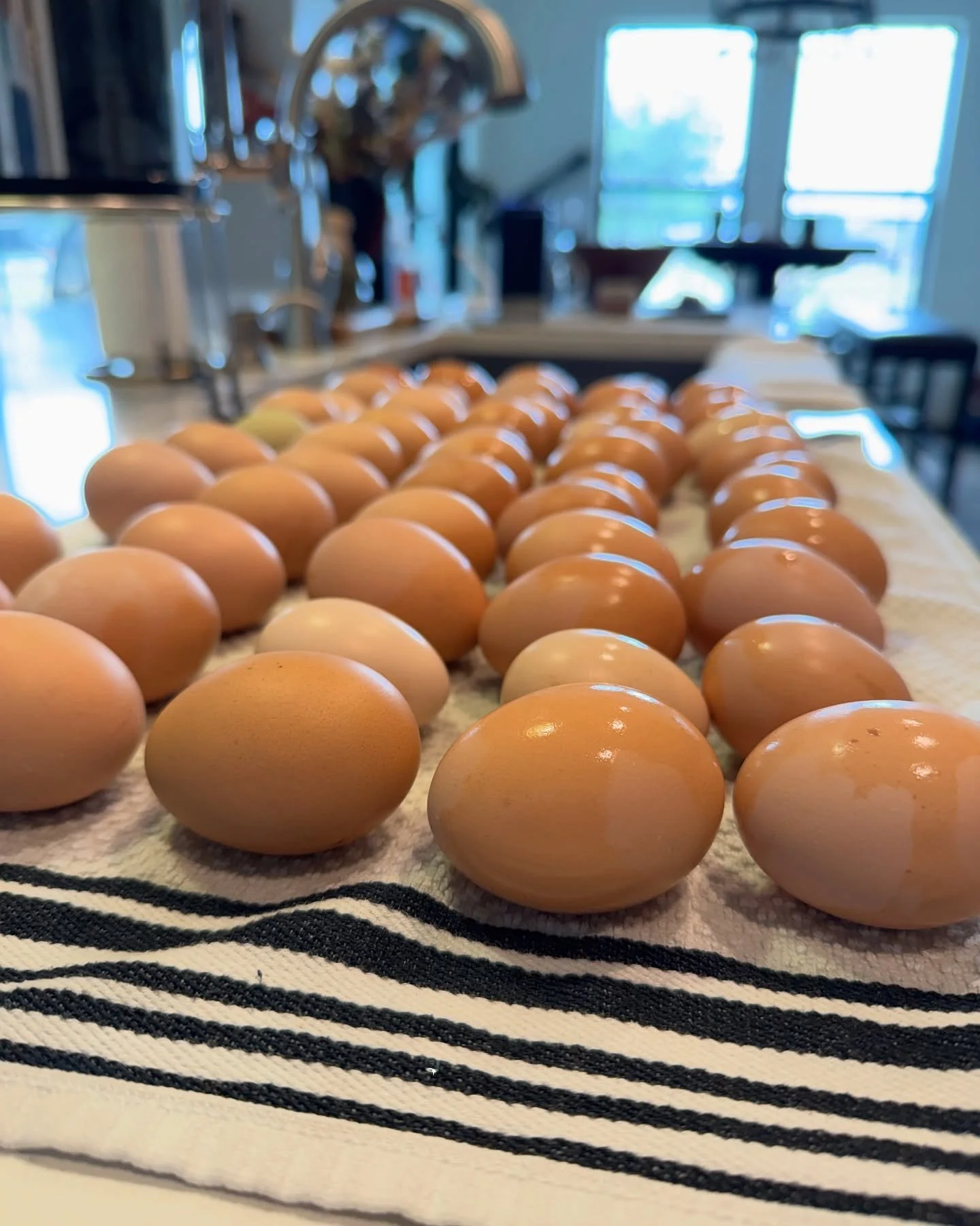 Time to freeze dry some eggs 🥚 will post video tomorrow #freezedried #eggs