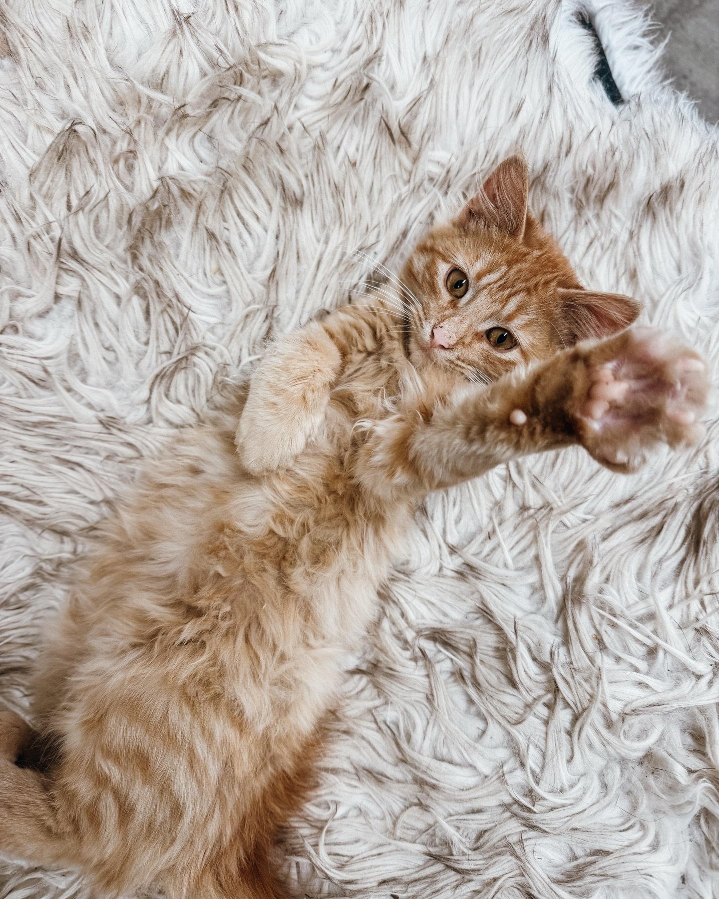 I can&rsquo;t 🥹 #tallowthecat