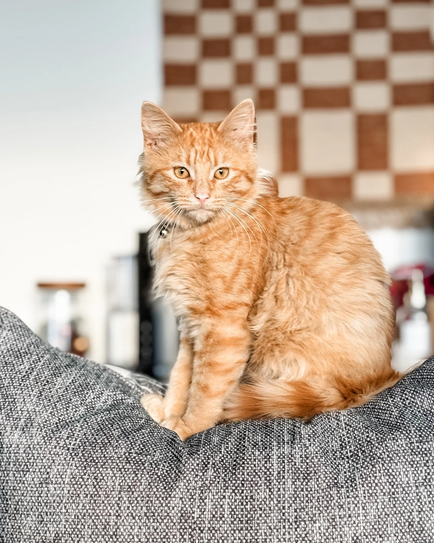 Good morning #tallowthecat