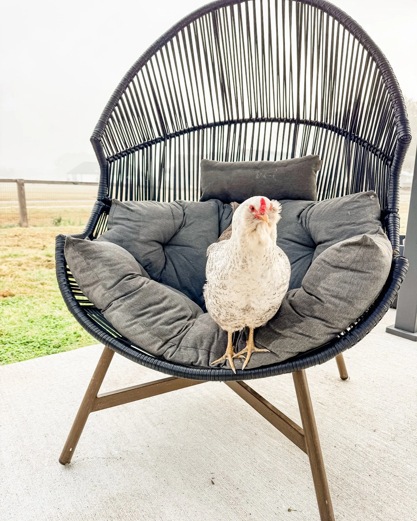 Miss Sassy pants is acclimating not only having a new baby brother cat, but 4 baby siblings (the golden girlies) running around her backyard. She demands to still be the main character over here lol.