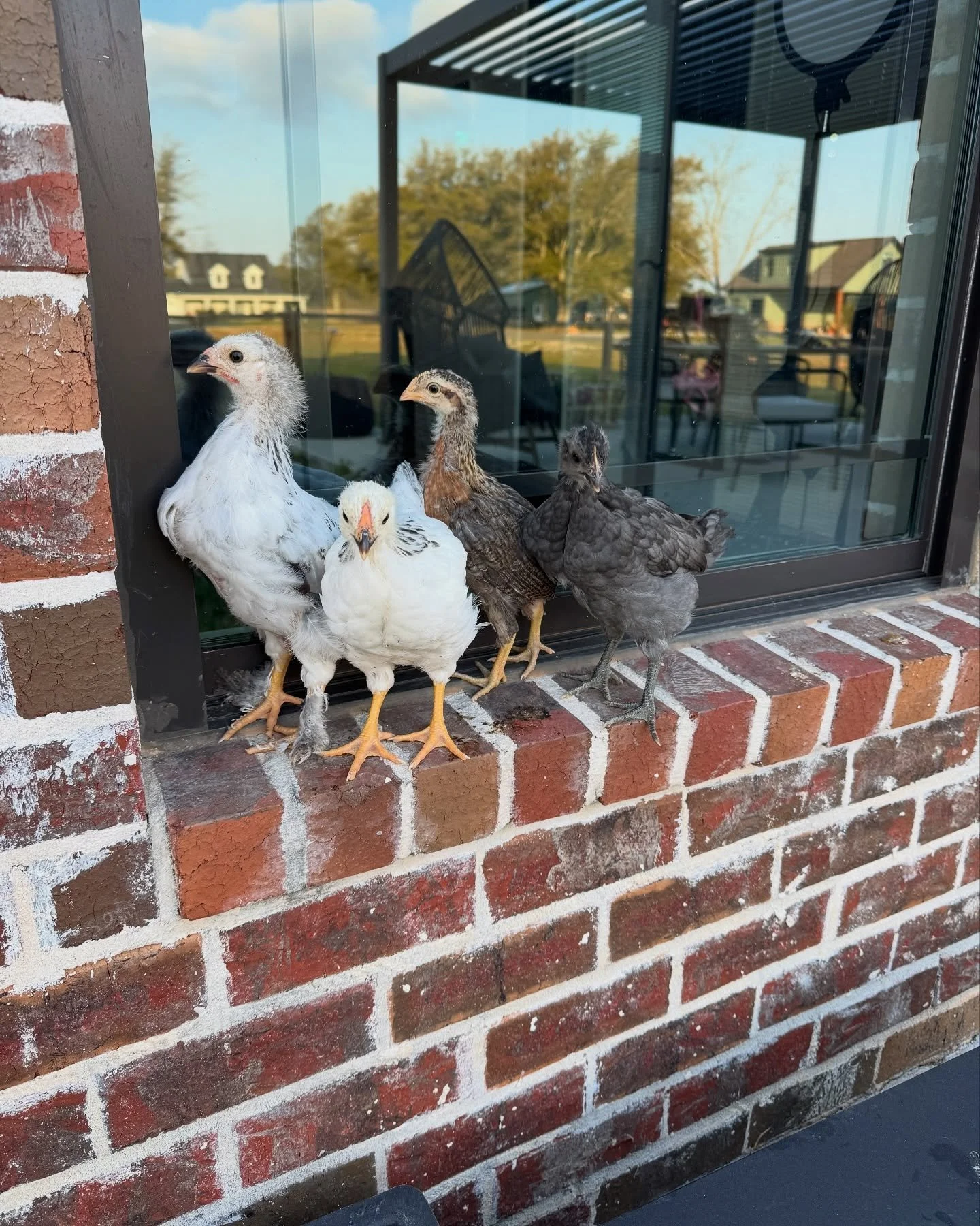 The golden girlies are getting big y&rsquo;all! Which one is your favorite?  Left to right is Sofia, Rose, Blanche, Dorothy