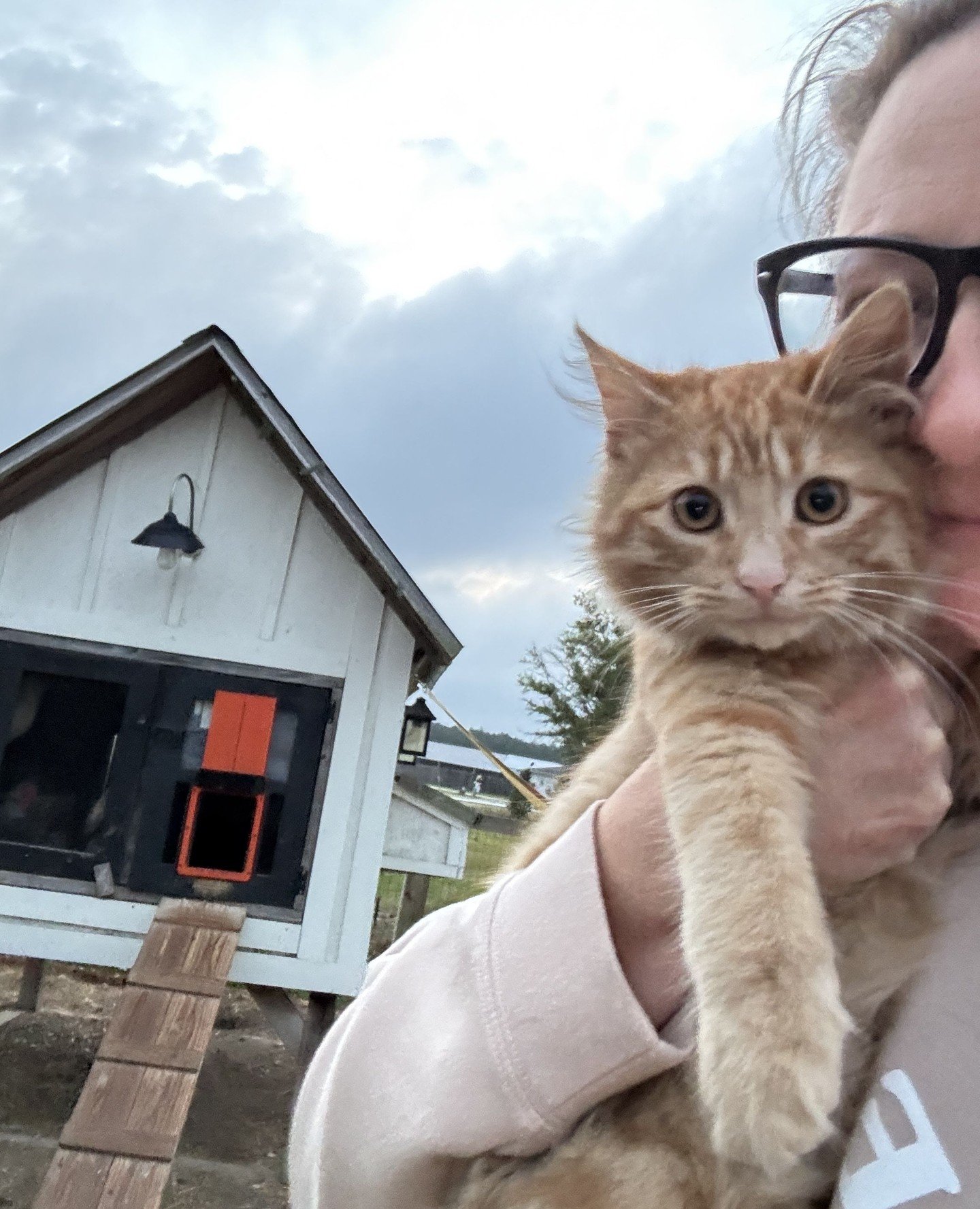 He is helping with morning chicken chores to help get him more acquainted with the flock #tallowthecat