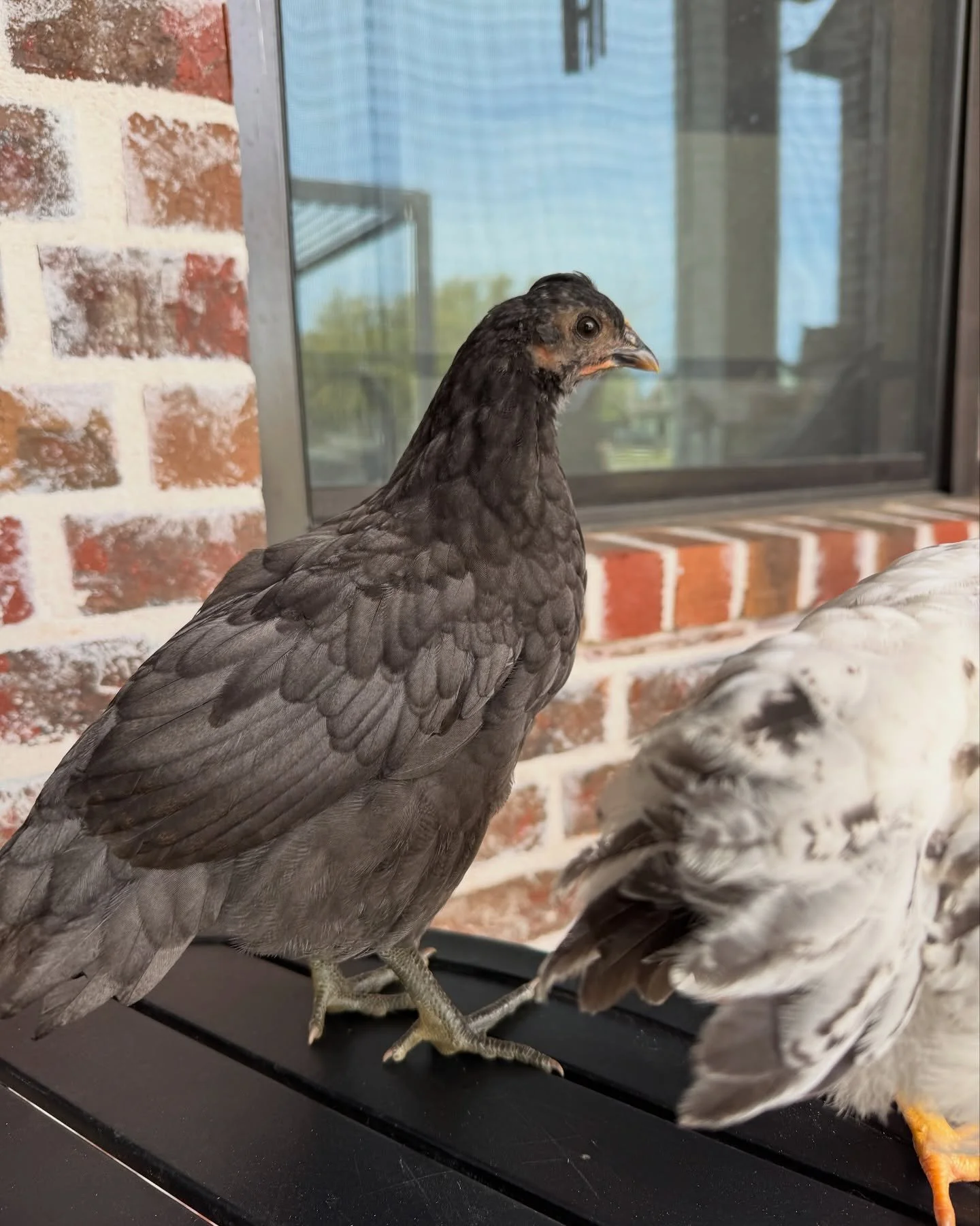 Update and check in on the golden girlies. They have spent the last 3 nights in the big coop and getting along great with the flock. Somehow they escaped to the back porch today while I was out working so I&rsquo;m gonna have to find where the hole i