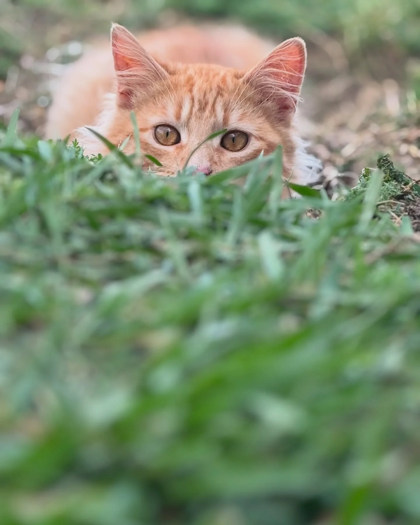 Watch your ankles, Tallow is on the prowl