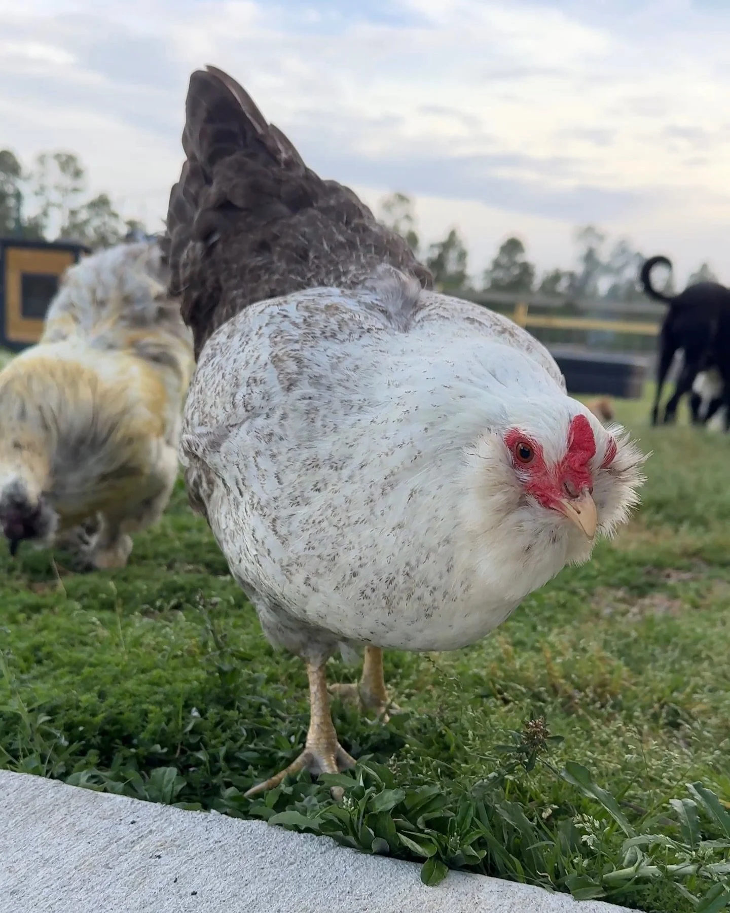 Still the queen b around here lol.