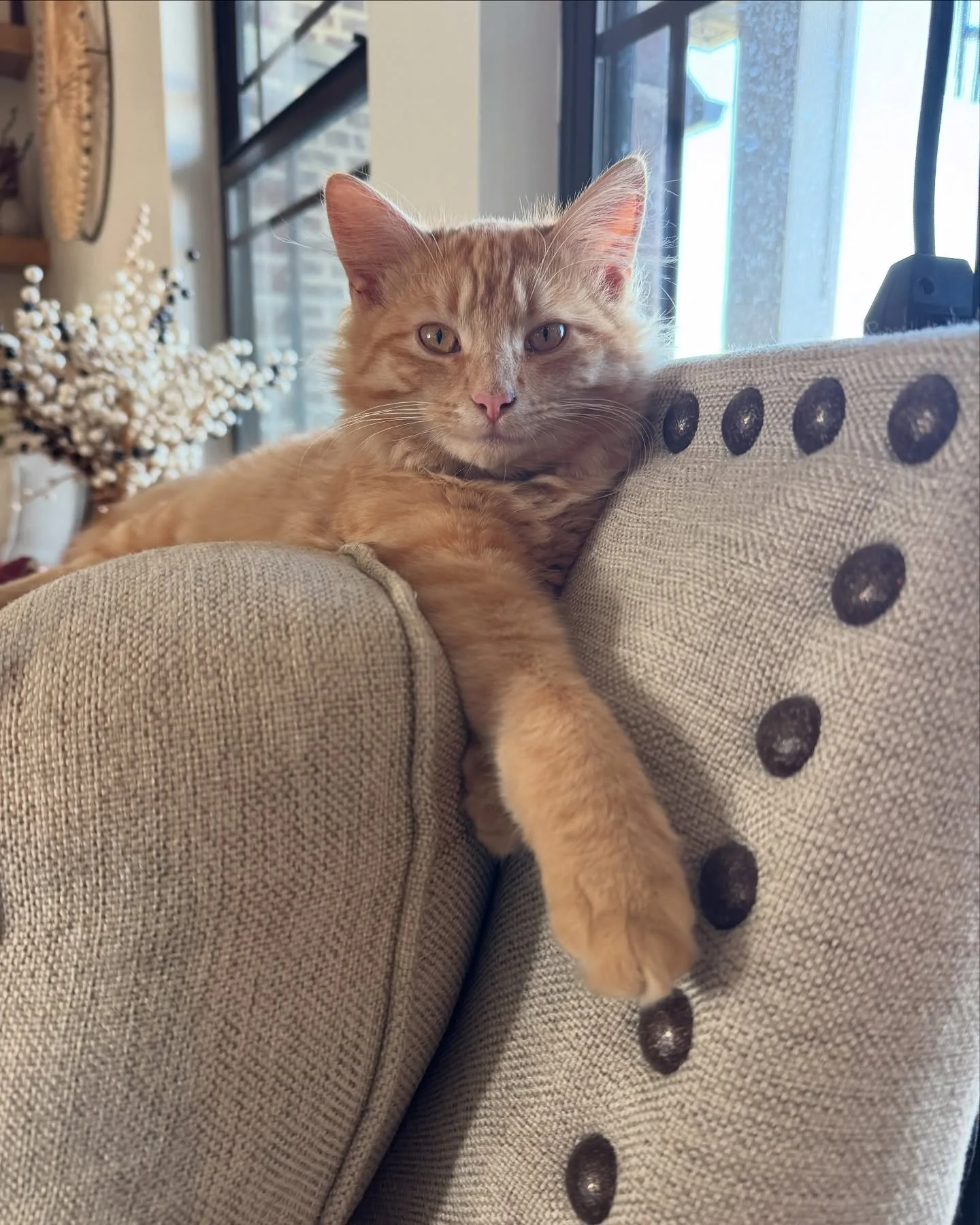 This little man has really made himself at home. I haven&rsquo;t shared much about him lately cuz I&rsquo;ve been so busy but boy do we love having him as part of our little family. #tallowthecat