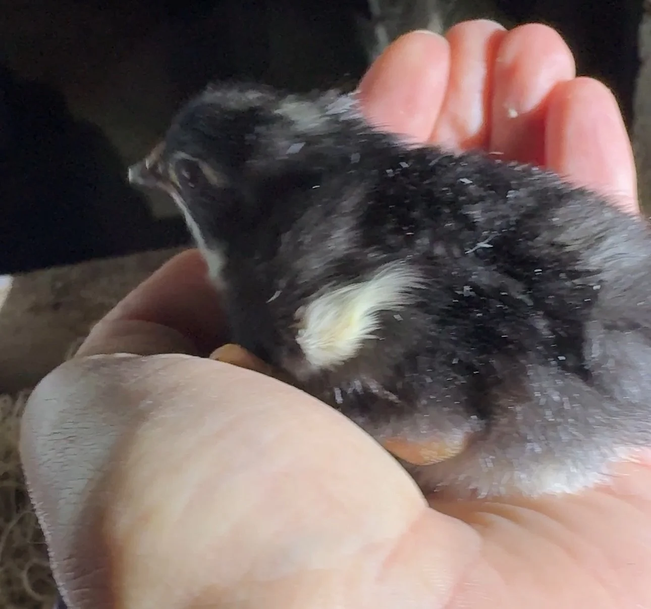 Guess who had a surprise baby!?! Story time coming soon 🤭🥹😁