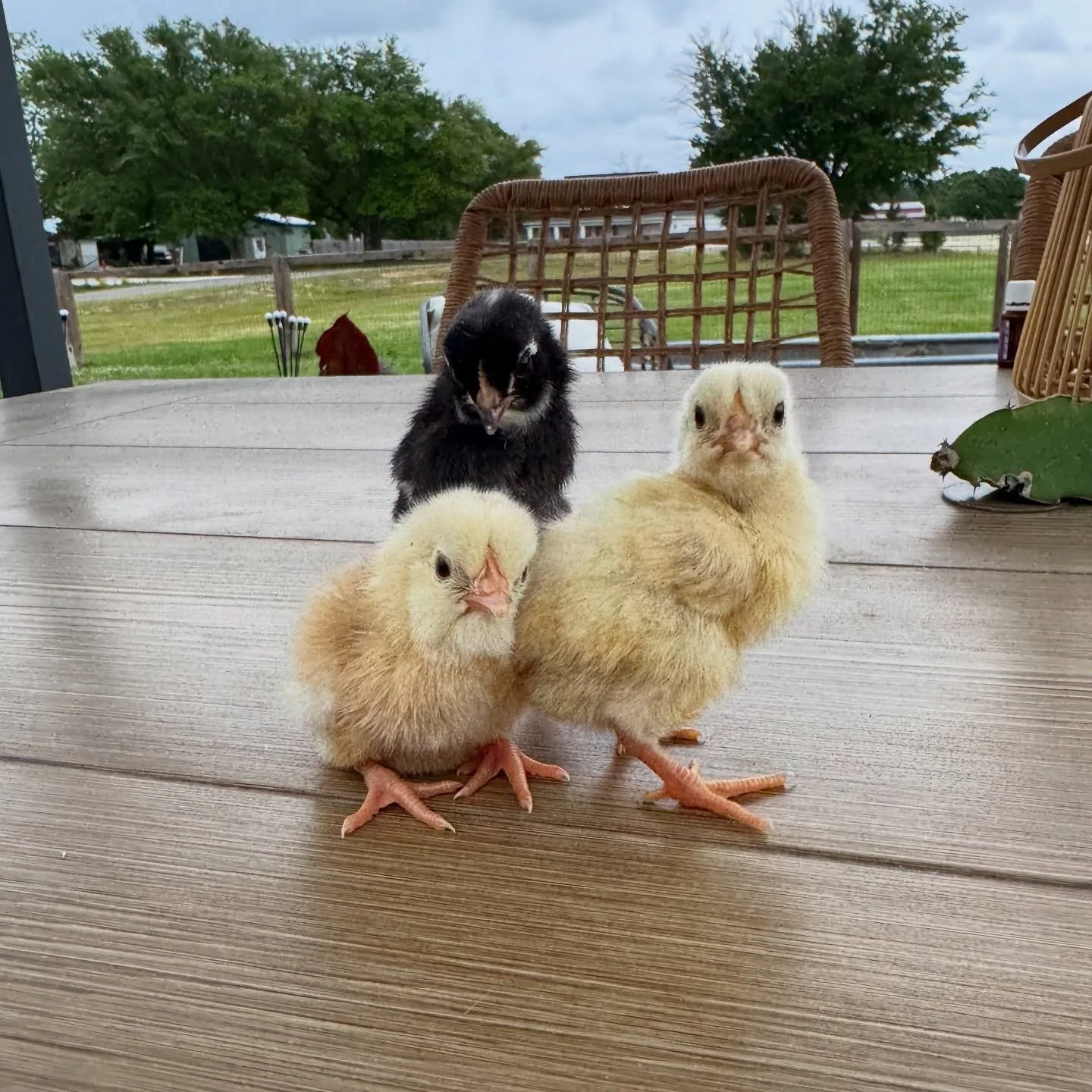 Polly&rsquo;s little ones 🥹