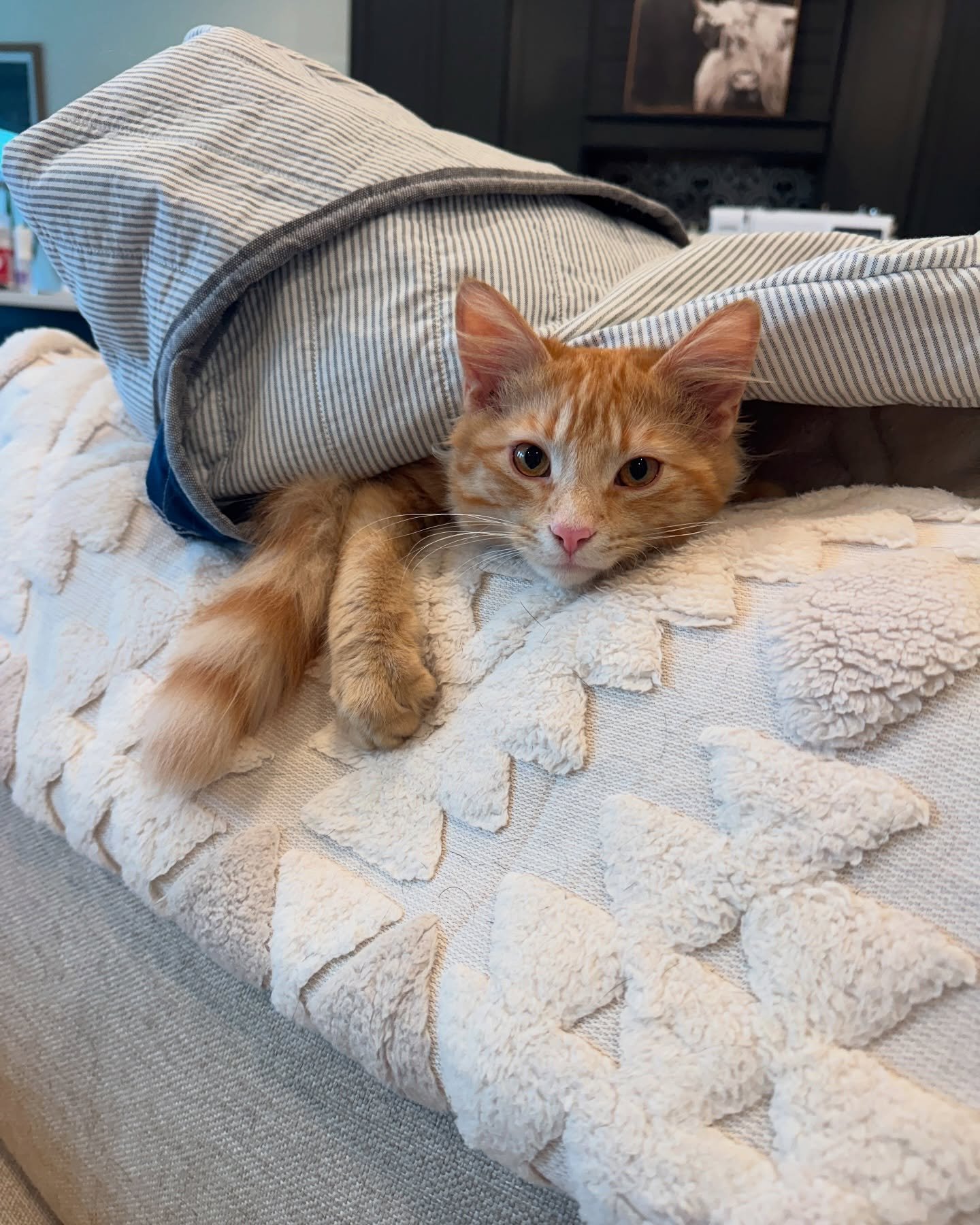 Mr. Tallow is doing great post surgery.