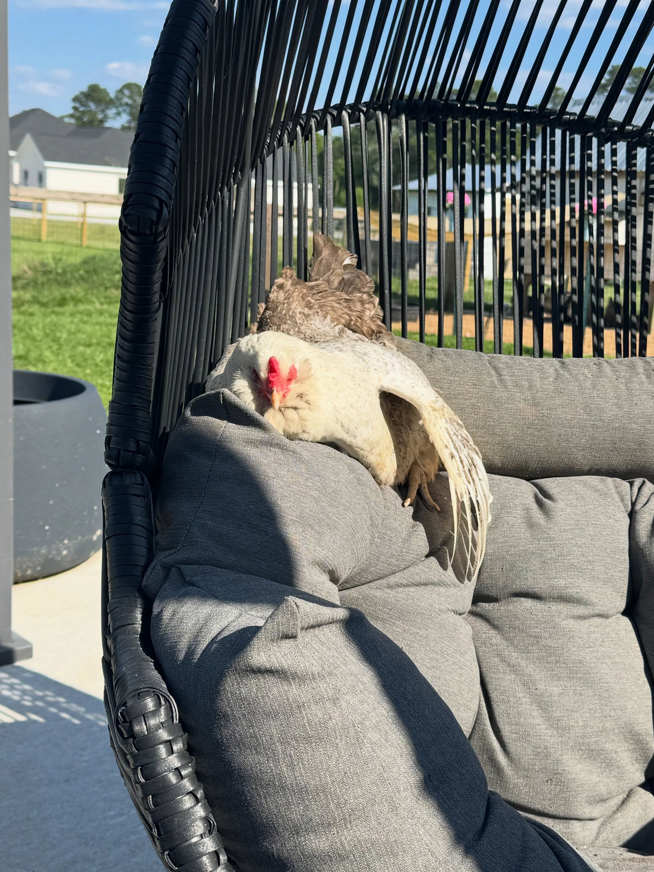Name a more spoiled chicken, I&rsquo;ll wait&hellip;