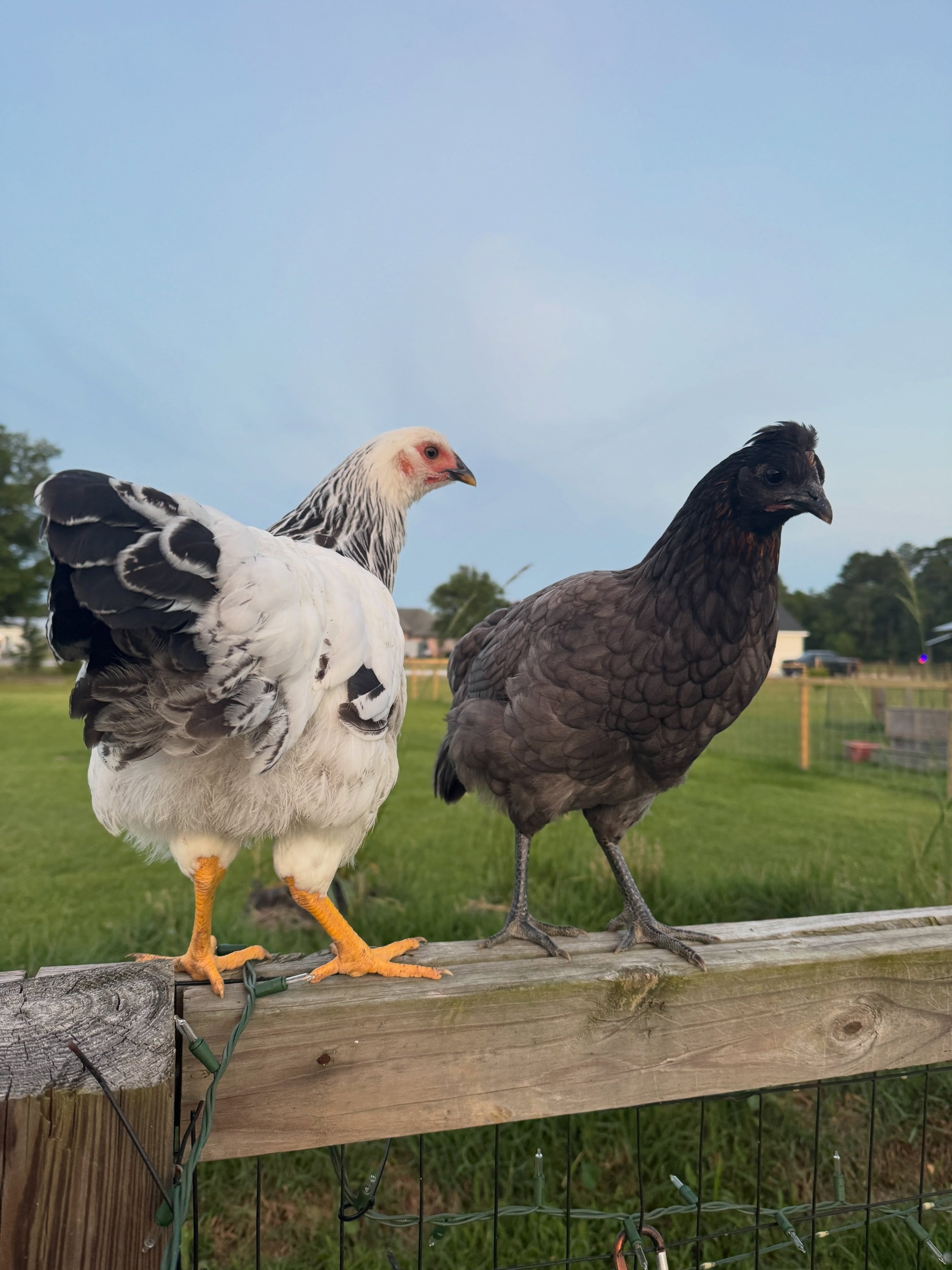 Rose and Dorothy have figured out how to hop up on the fence but as long as they stay close, I don&rsquo;t mind. They have gotten so big!  Dorothy&rsquo;s toupee is killing me 🤣 she did beef up at me the other day, do we think she might be a rooster