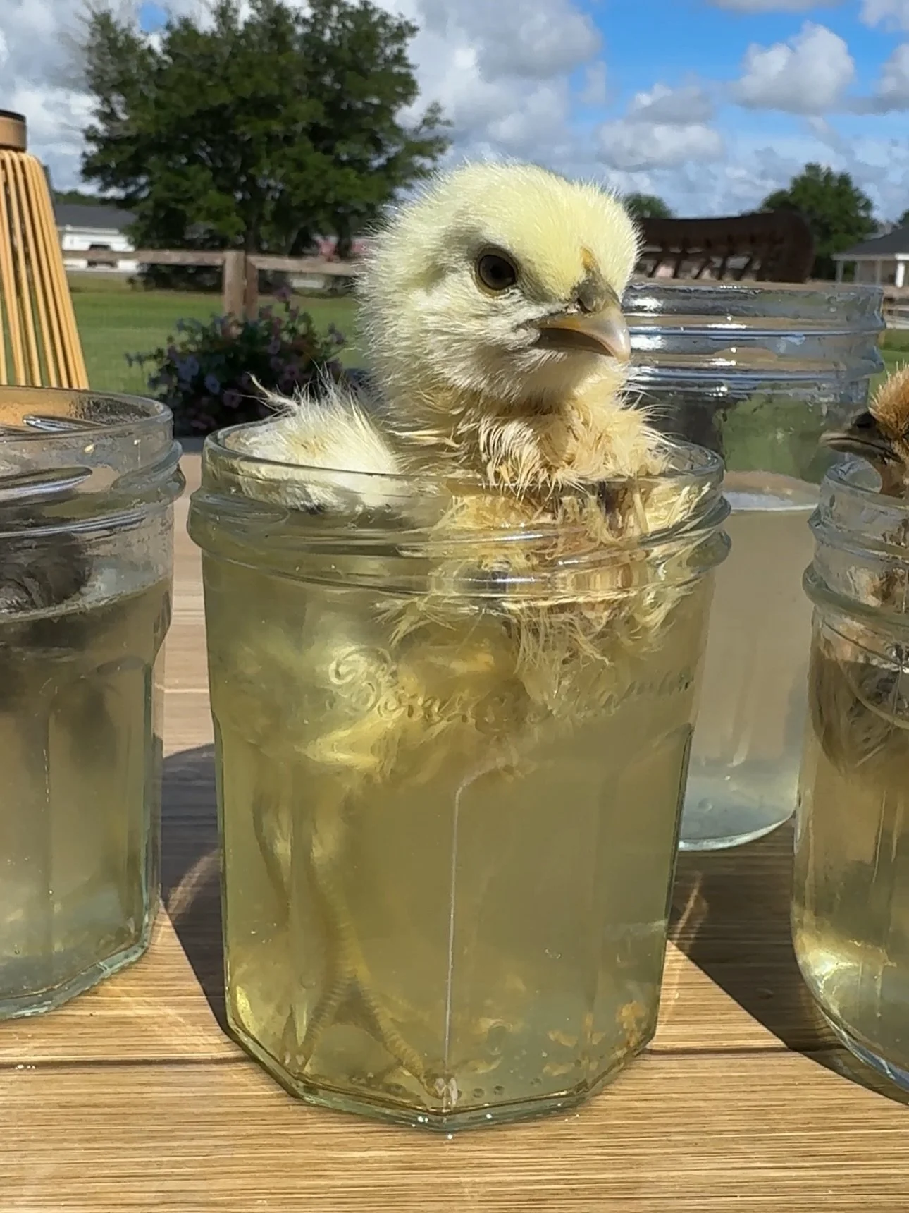The classroom babies were a bit crunchy feeling so they each got a turn in the mason jar bath. Now they are fluffy little nuggets 🥰