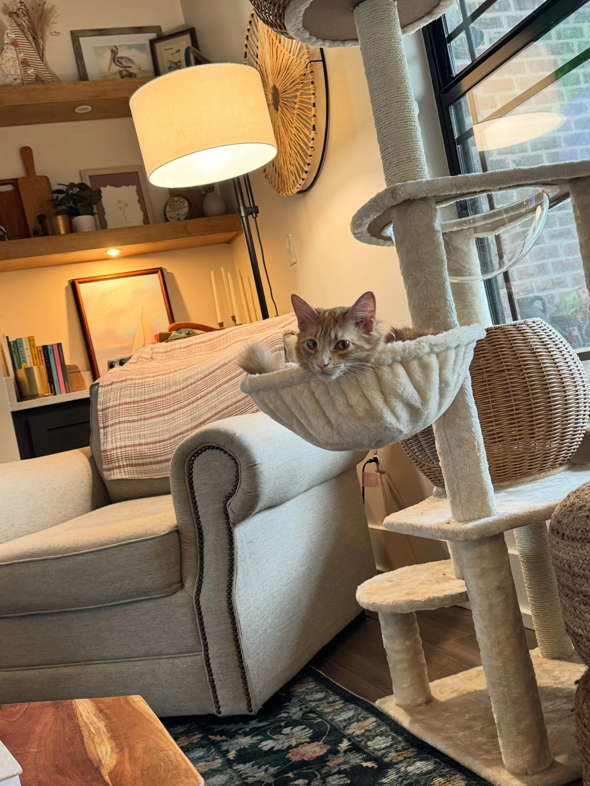 Tallow is loving his new cat tower 🤭