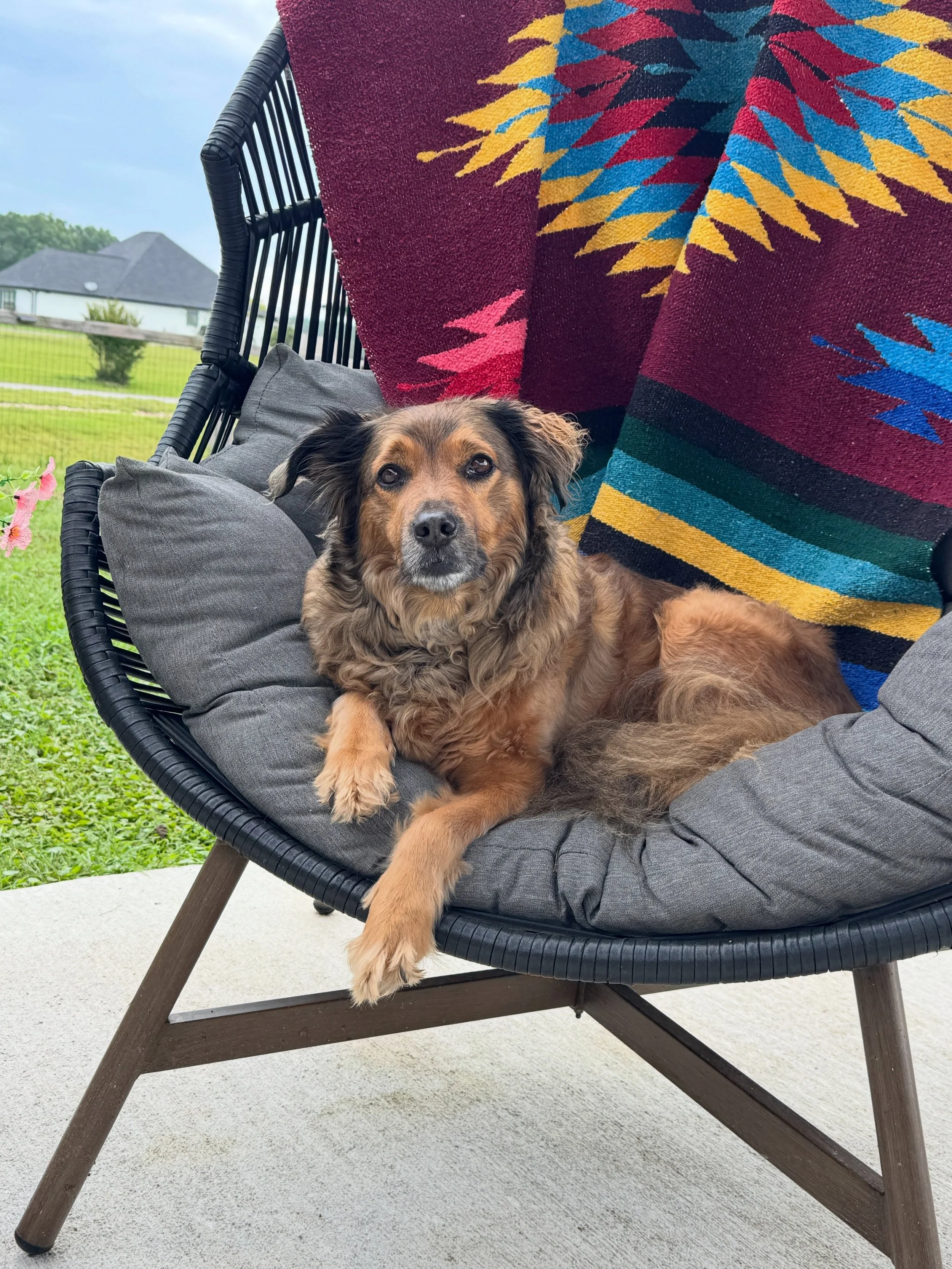 My sweet girl, Paisley. She&rsquo;s almost 8 years old now. We&rsquo;re working on her weight management because she is definitely on the thicker side and we&rsquo;ve noticed she&rsquo;s moving a little slower. I think she&rsquo;s got some arthritis 