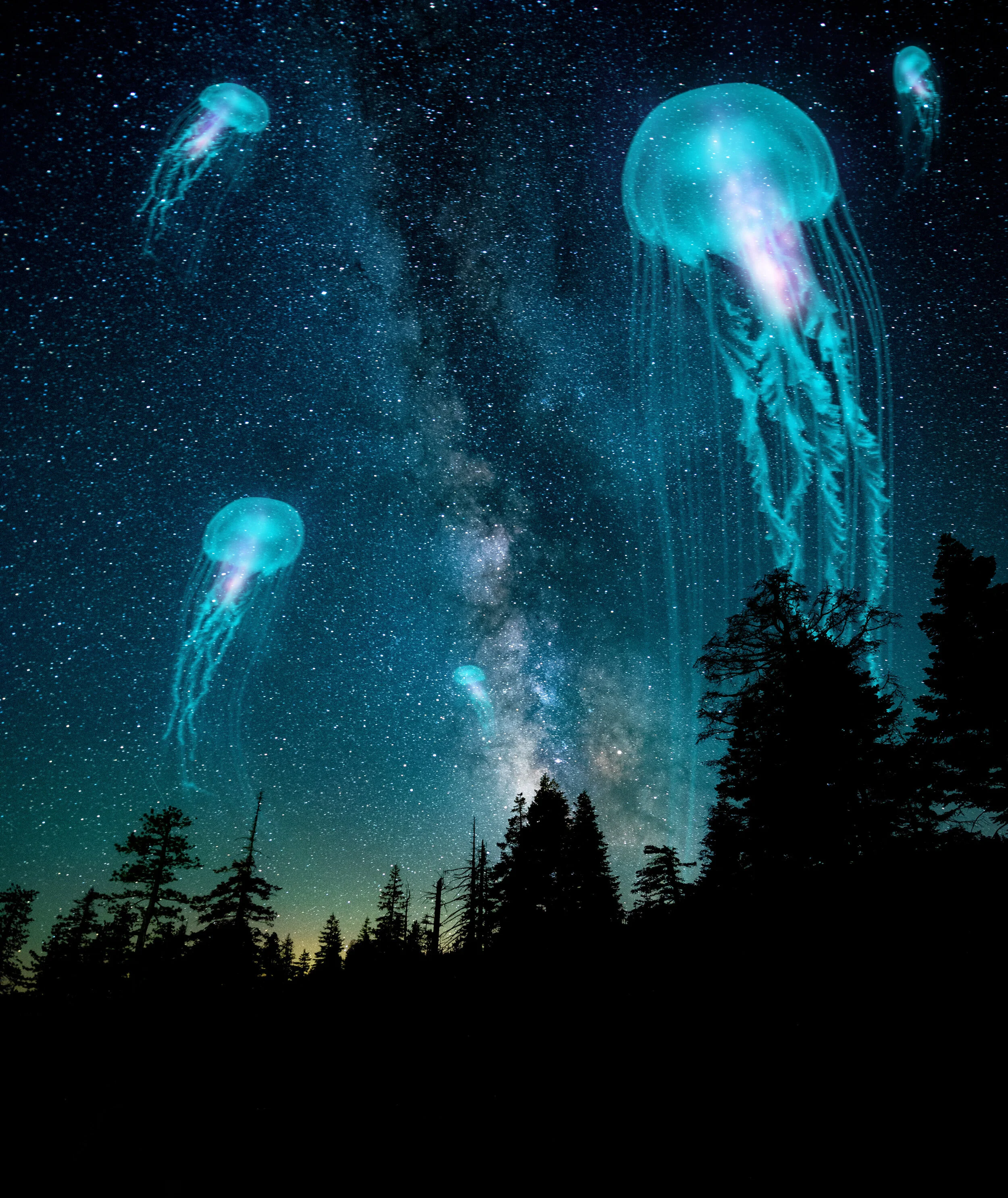 Jellyfish_Composite.jpg