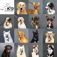 K9 Lifeline Transitional LeashUse referral link below to save 20% Buy it here!