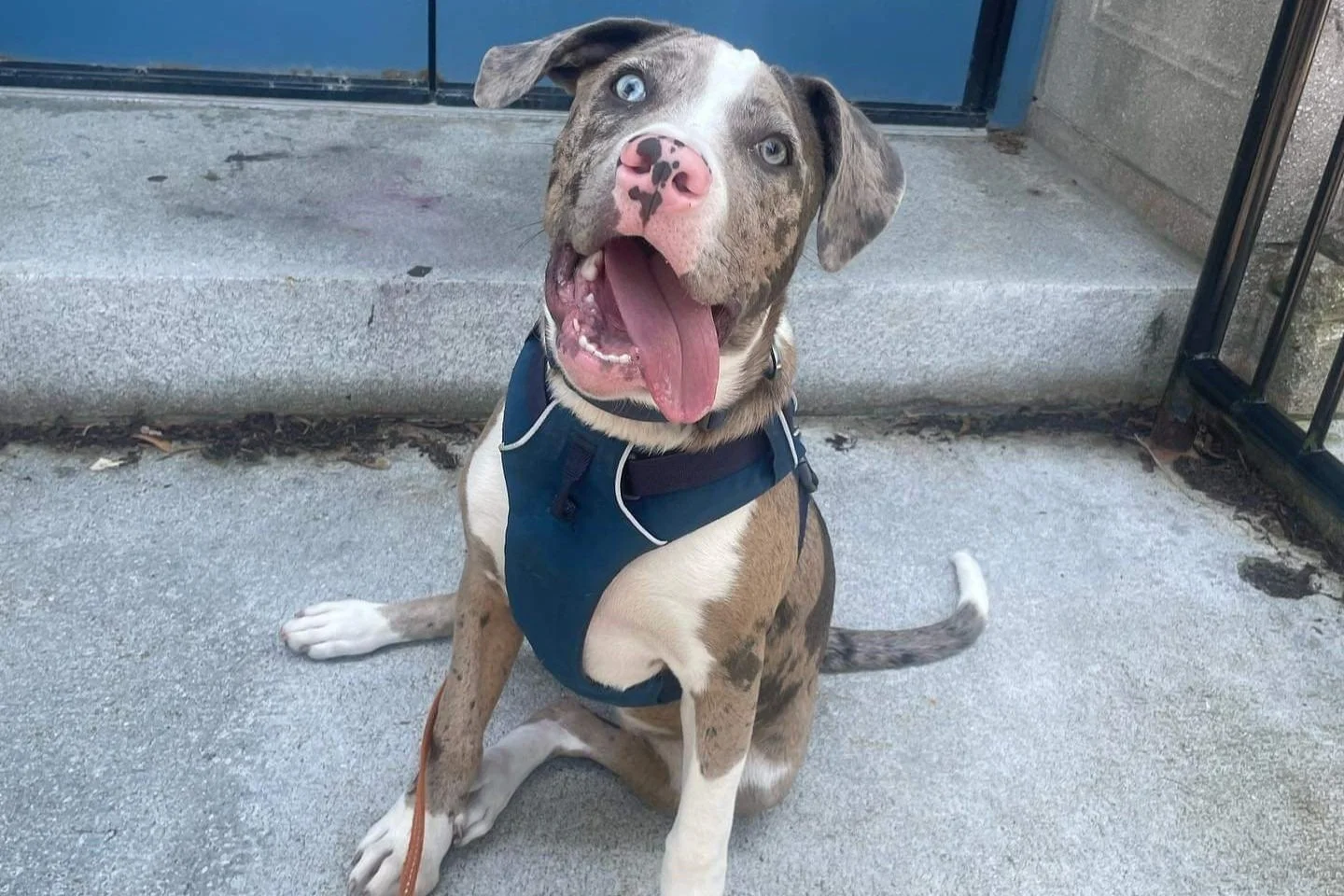 Lab catahoula puppy in a blue harness smiles up at the camera