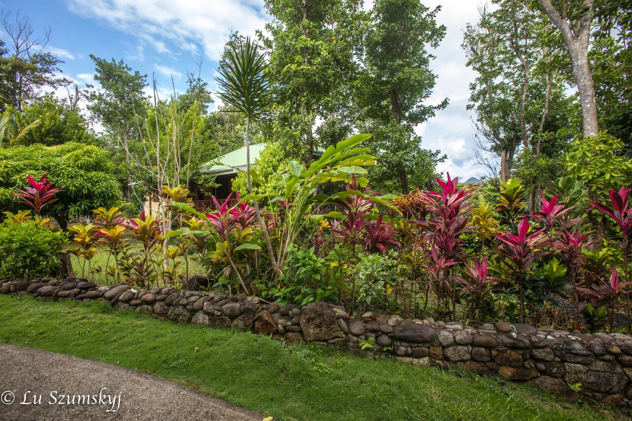 The Cottage peeking out of its garden