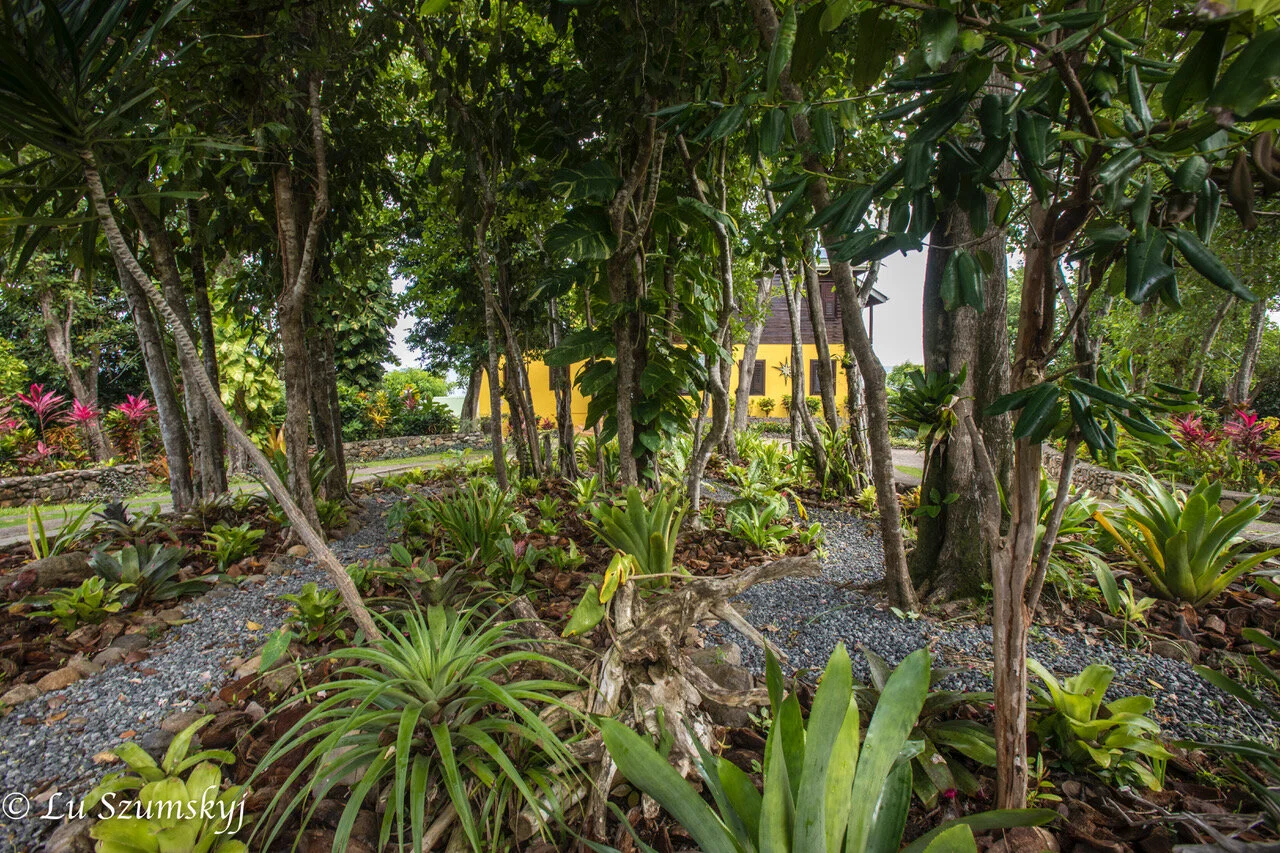 The Villa seen through anthuriums, bromeliads and white cedar