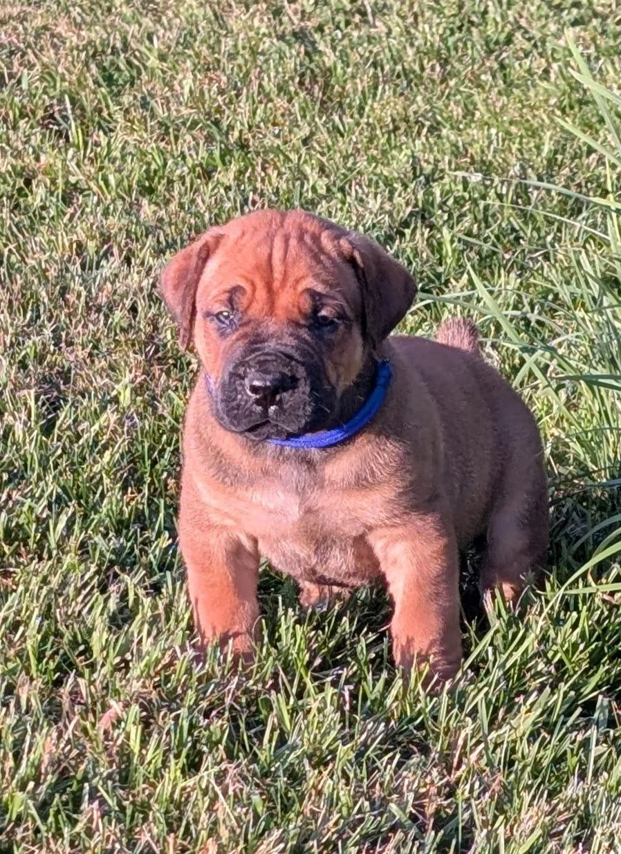 Blue - Samson - PA