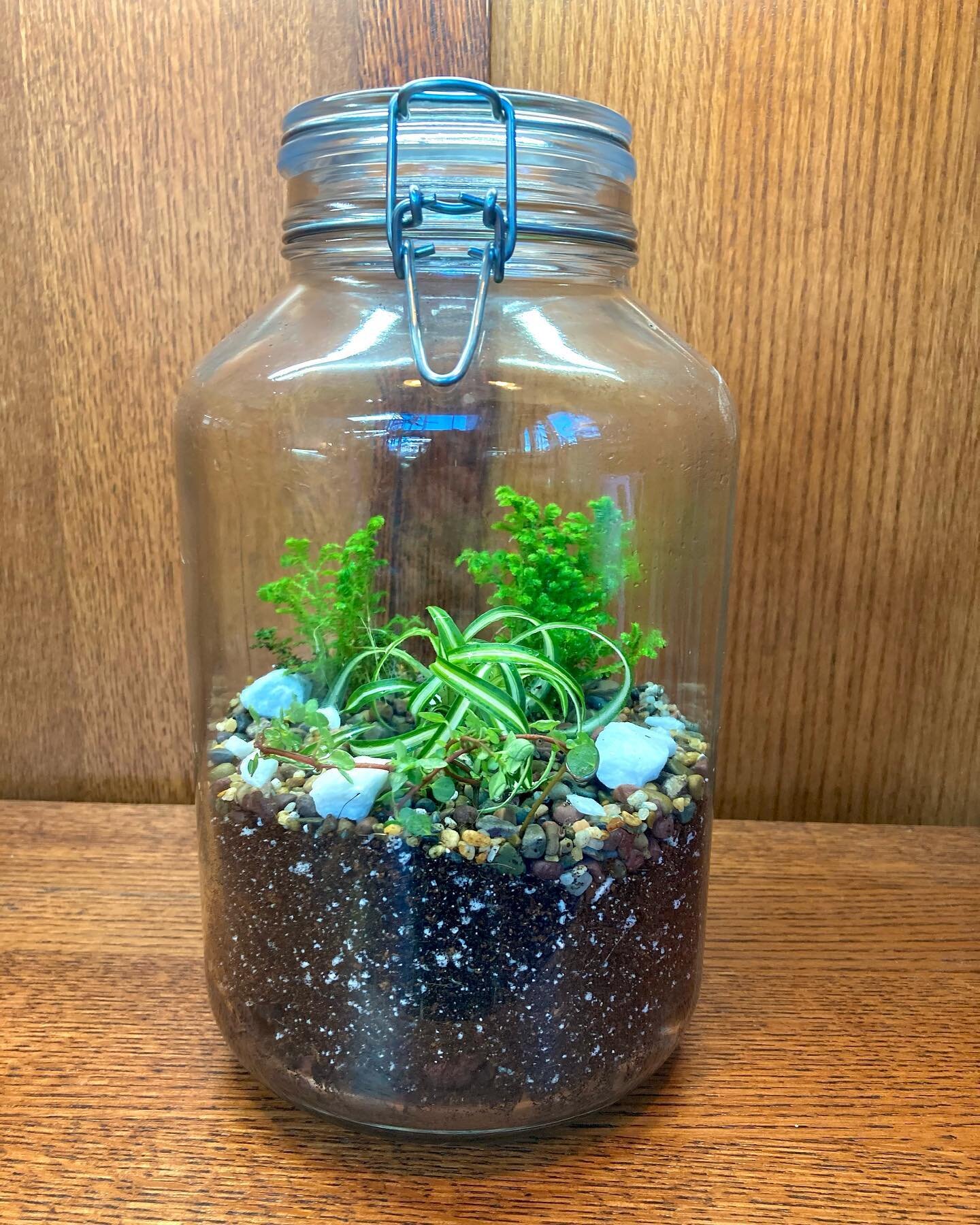 Interested in building your own terrarium? We have DIY kits you can bring home to make your own terrarium! They come with all the plants and materials you need to make a stunning terrarium just like this one. Check out our website or come to the shop