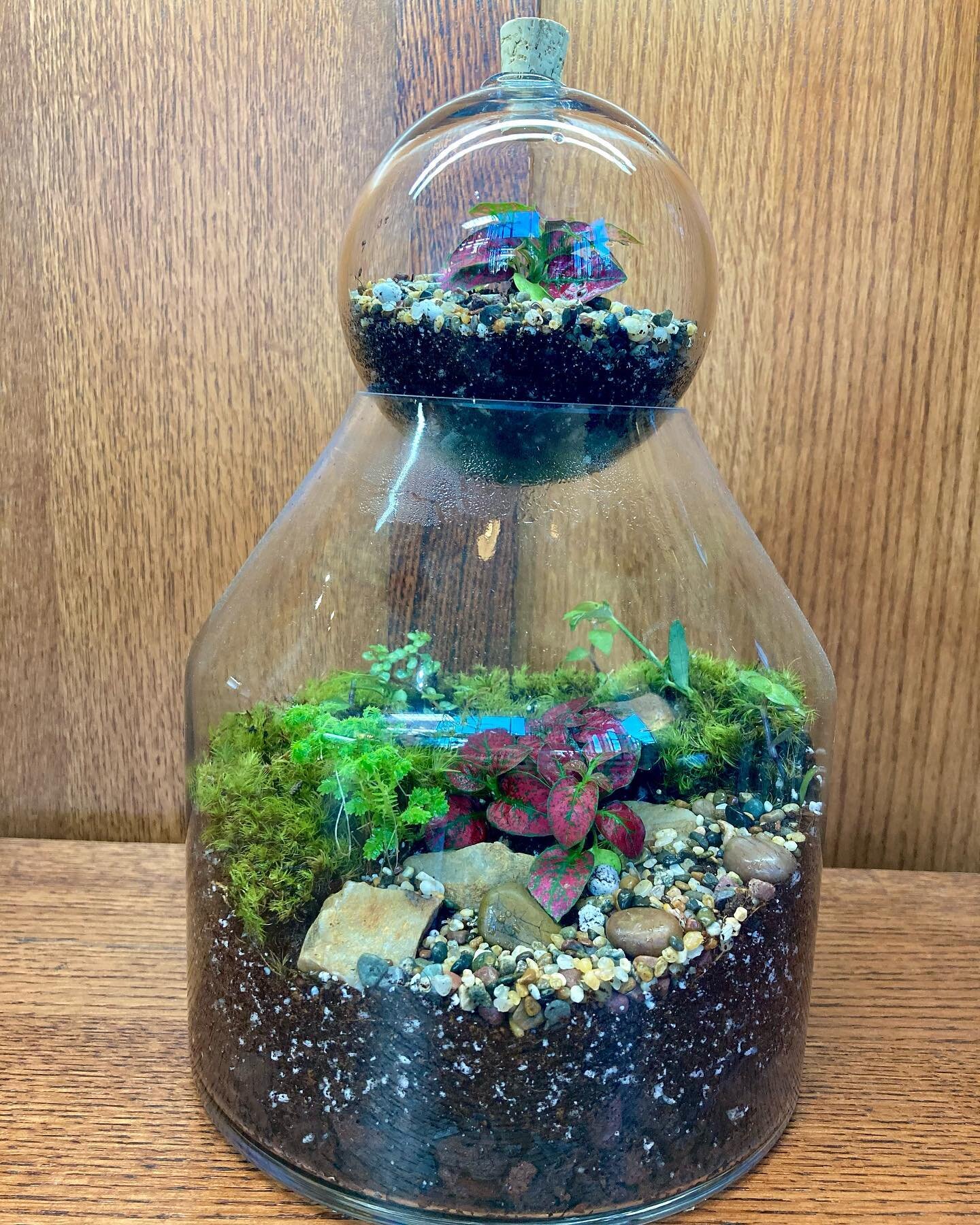 Terrariums