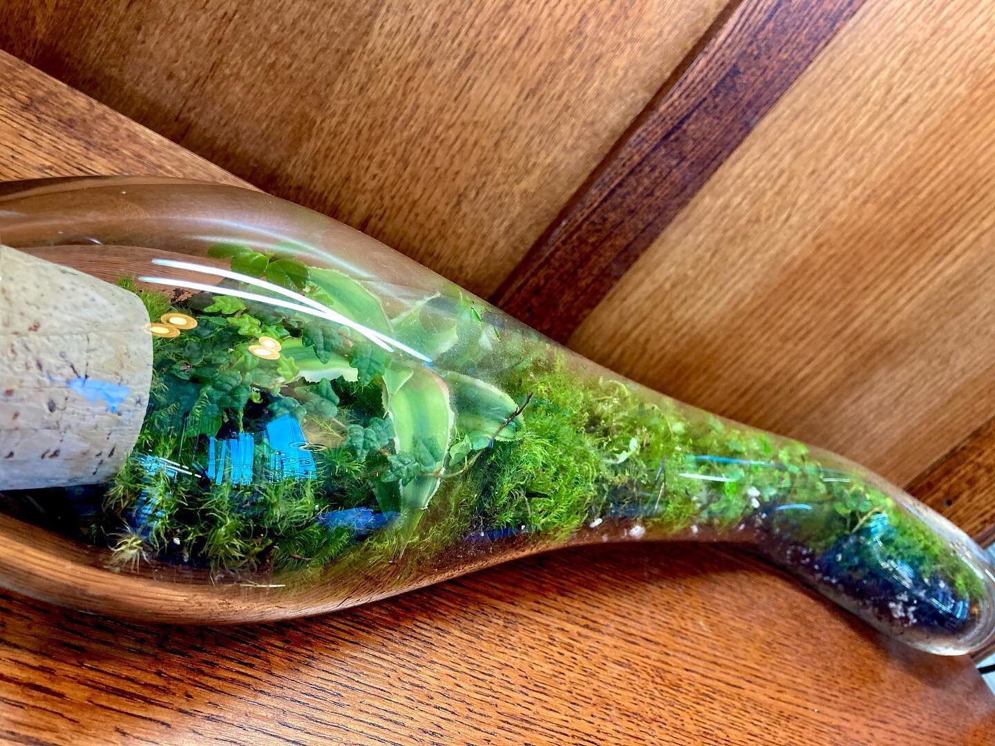 She&rsquo;s a beaut😍

Glass by @rubinelliglass 

#rooseveltspdx #rooseveltsterrariums #roosevelts #terrariums #terrariumart #terrariumdesign #terrariumstagram #tropicalplants #botanist #botanist #mossarium #terrariumlove #shoplocalpdx #supportlocal 