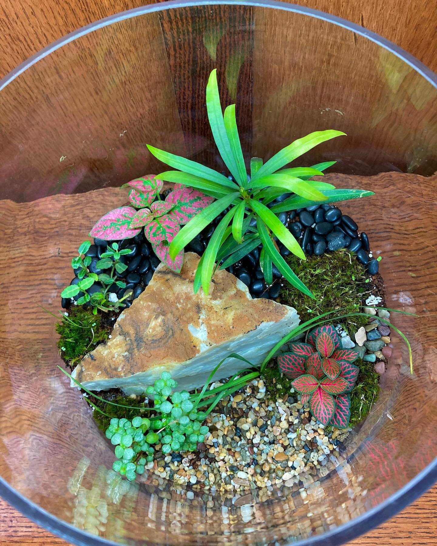 A little dry, rocky terrarium for your Tuesday afternoon🌿

#rooseveltspdx #rooseveltsterrariums #roosevelts #terrariums #terrariumart #terrariumdesign #terrariumstagram #tropicalplants #botanist #botanist #mossarium #terrariumlove #shoplocalpdx #sup