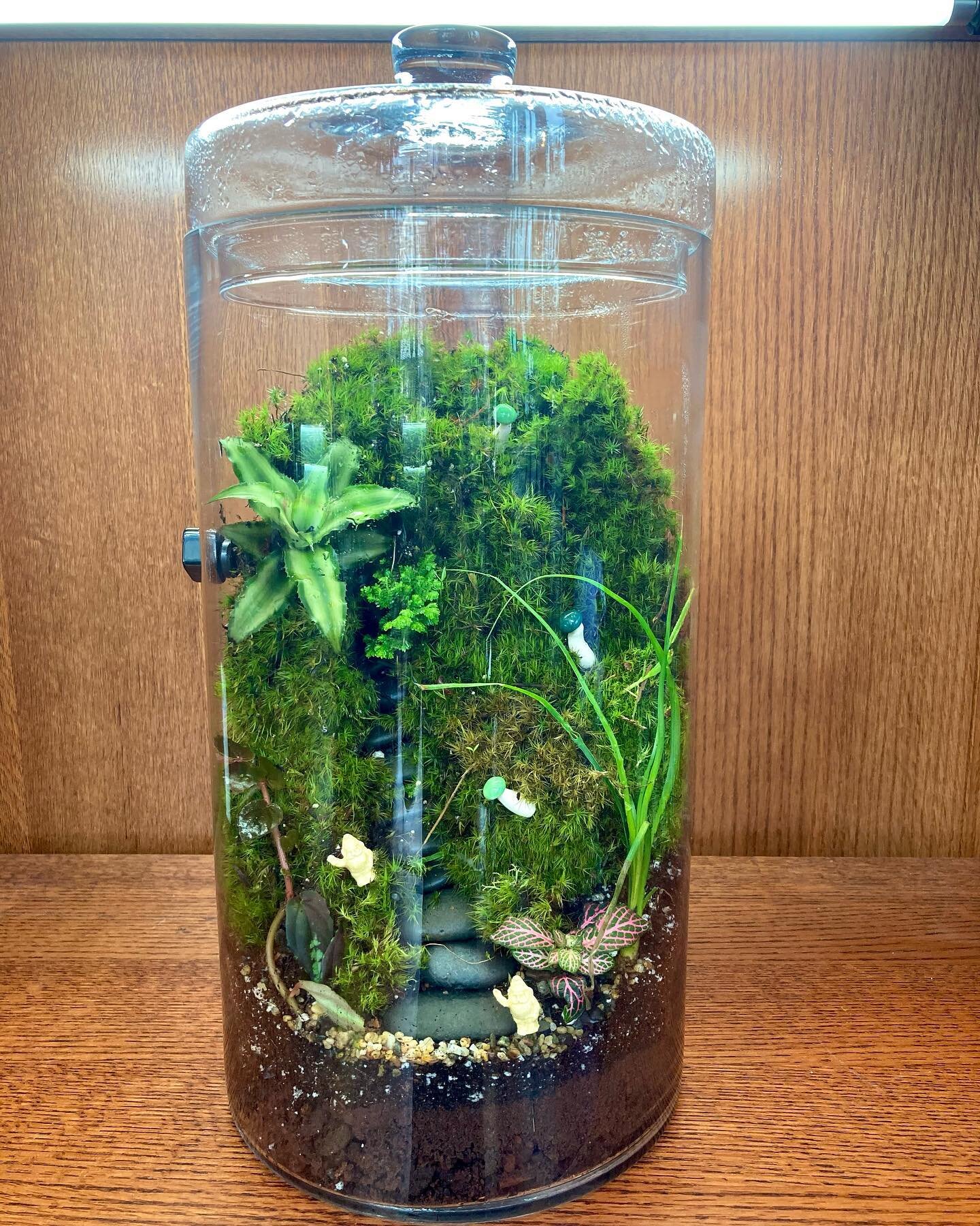 Leprechauns are taking over at Roosevelt&rsquo;s this St Patrick&rsquo;s Day!!🍀

#rooseveltspdx #rooseveltsterrariums #roosevelts #terrariums #terrariumart #terrariumdesign #terrariumstagram #tropicalplants #botanist #botanist #mossarium #terrariuml