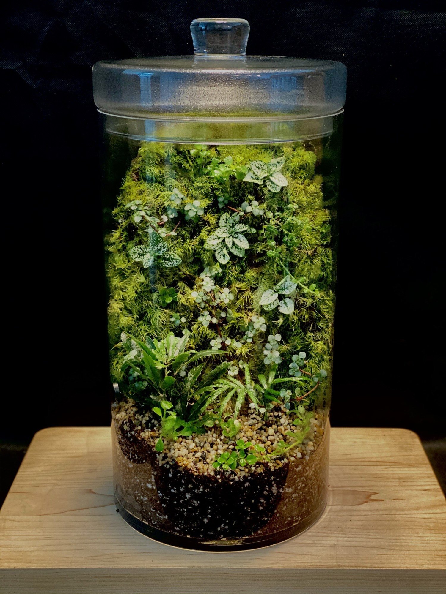 How to Water a Terrarium — Roosevelt's Terrariums