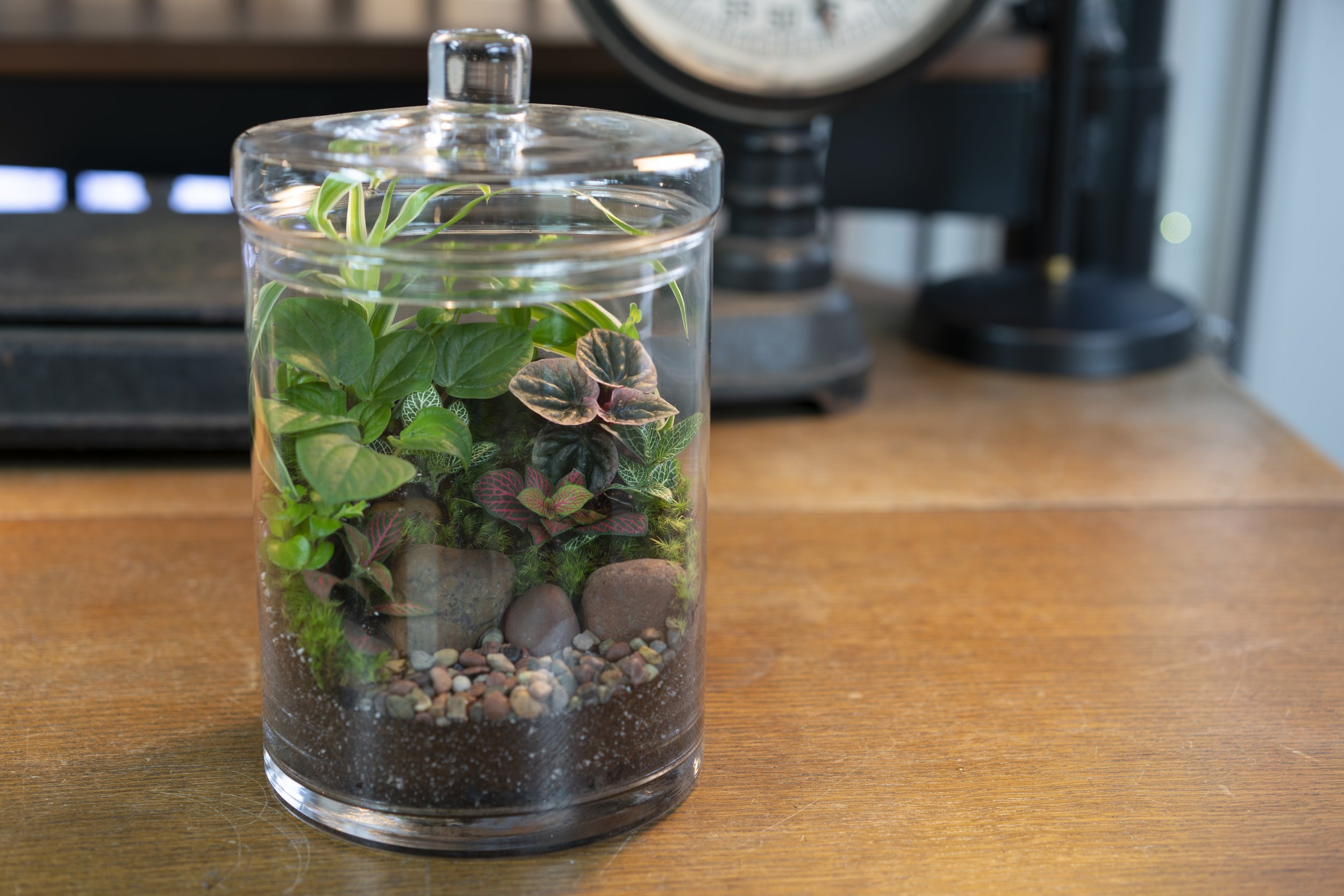 Details about   Terrarium Kit-Everything You Will Need Except For The Plant And Periodic Water 