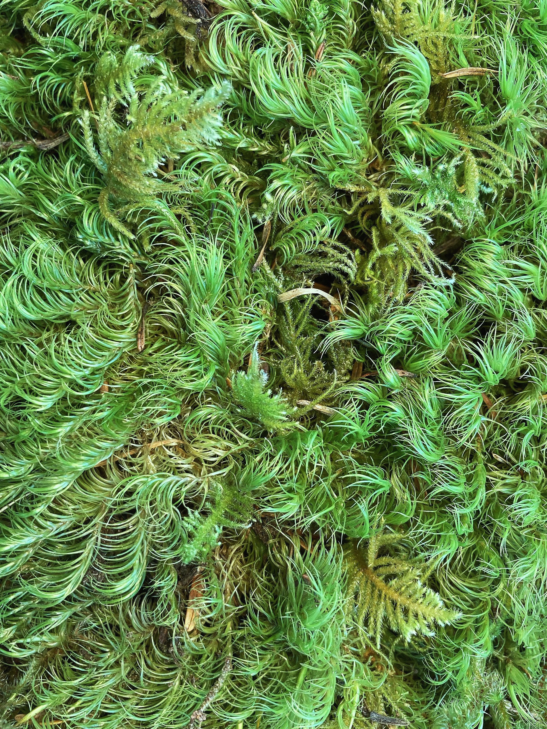 moss.jpg