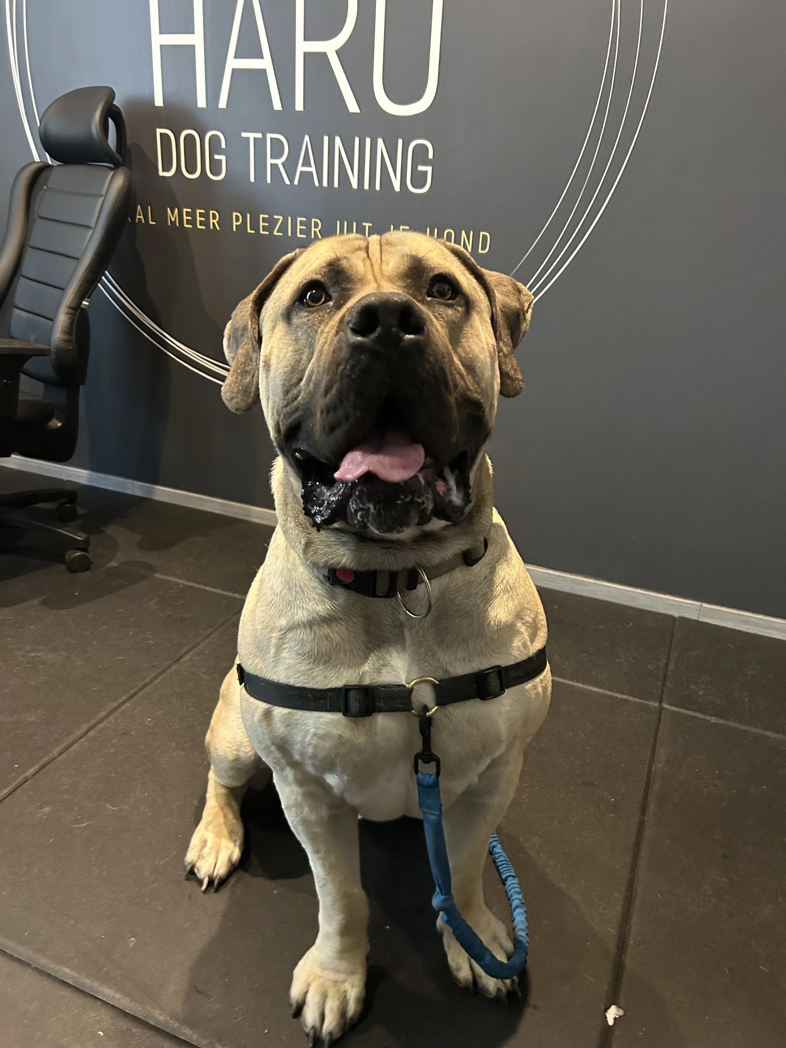 Boerboel hond in training bij Hans Roijakkers van Haro Dog Training. Gehoorzaamheidstraining, training voor trekken aan de lijn.