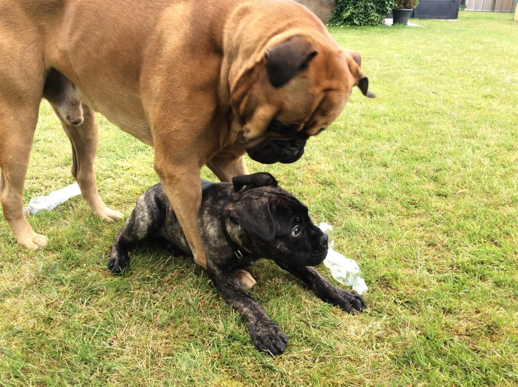 Volwassen hond en puppy in het gras   