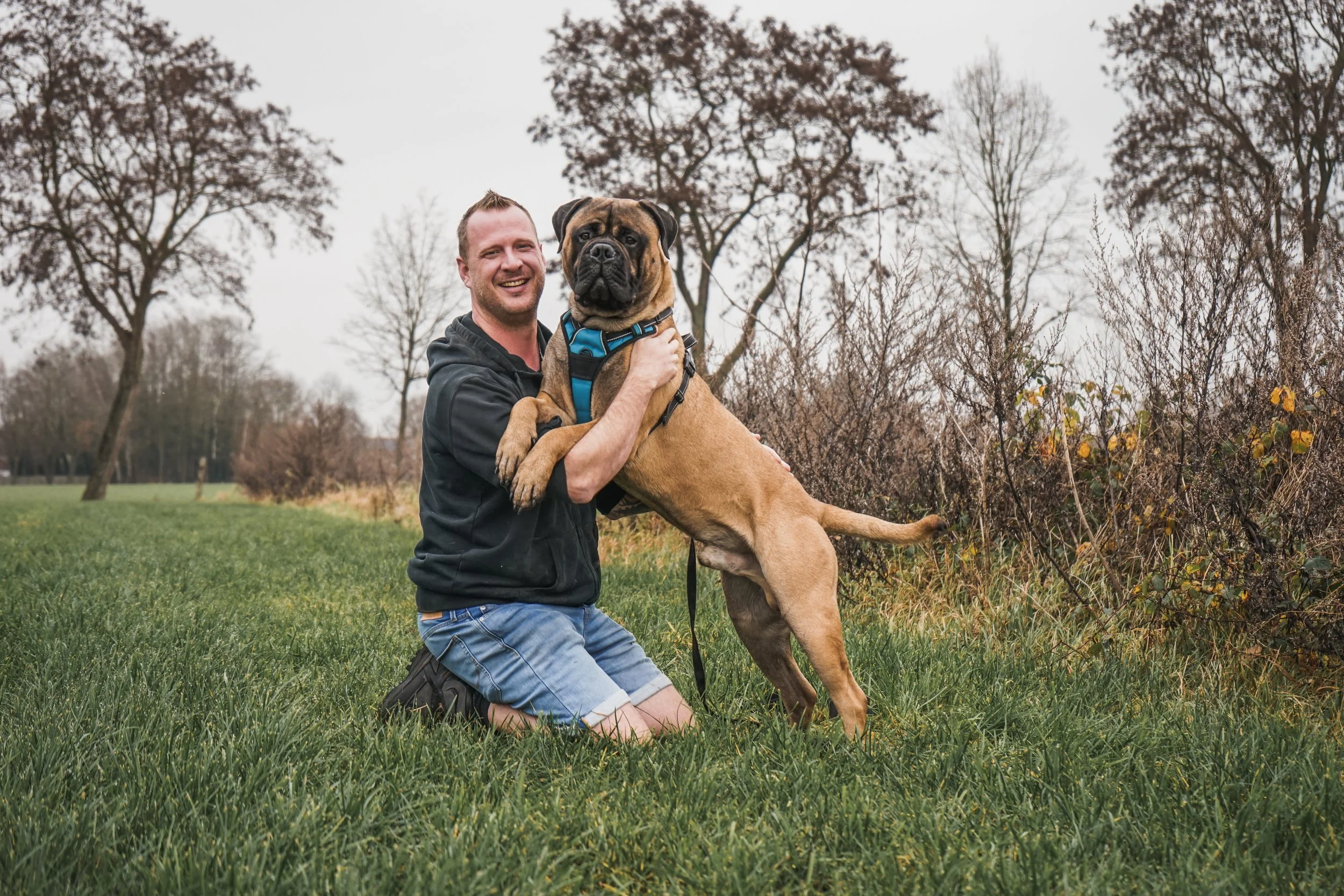 Hans Roijakkers - Haro Dog Training met zijn Bullmastiff pup - Puber in een veld tijdens hondentraining.