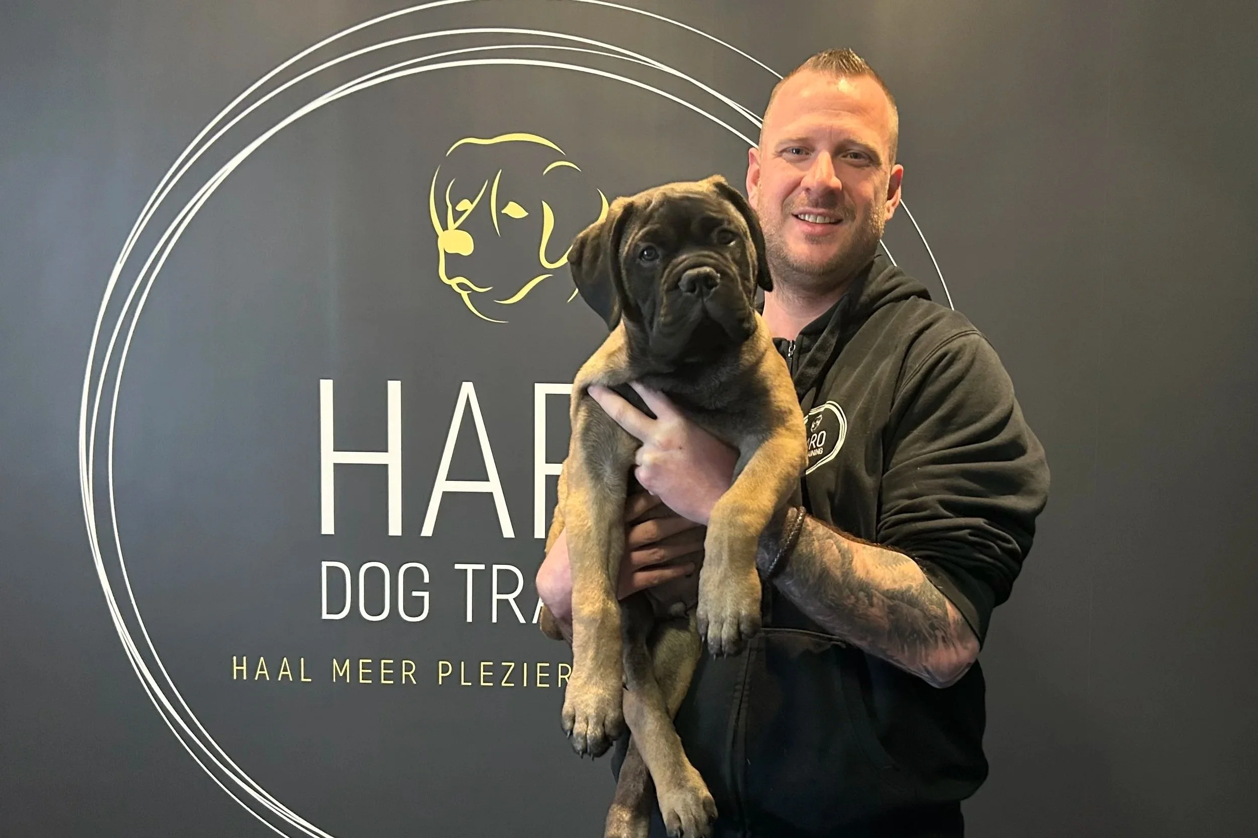 Hans Roijakkers - Haro Dog Training met zijn bullmastiff puppy Willem in de trainingsruimte indoor voor hondentraining.