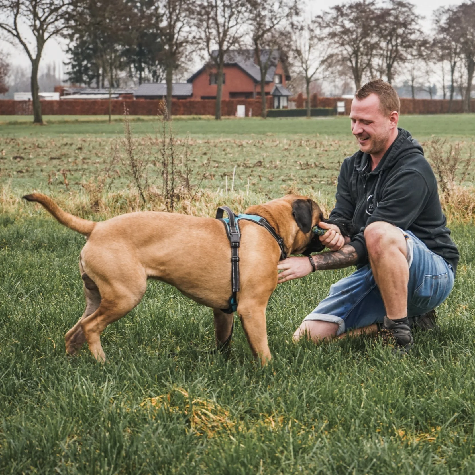 Hans Roijakkers van Haro Dog Training in een veld en rustige omgeving, met zijn waakhond en bullmastiff in de puberteit.