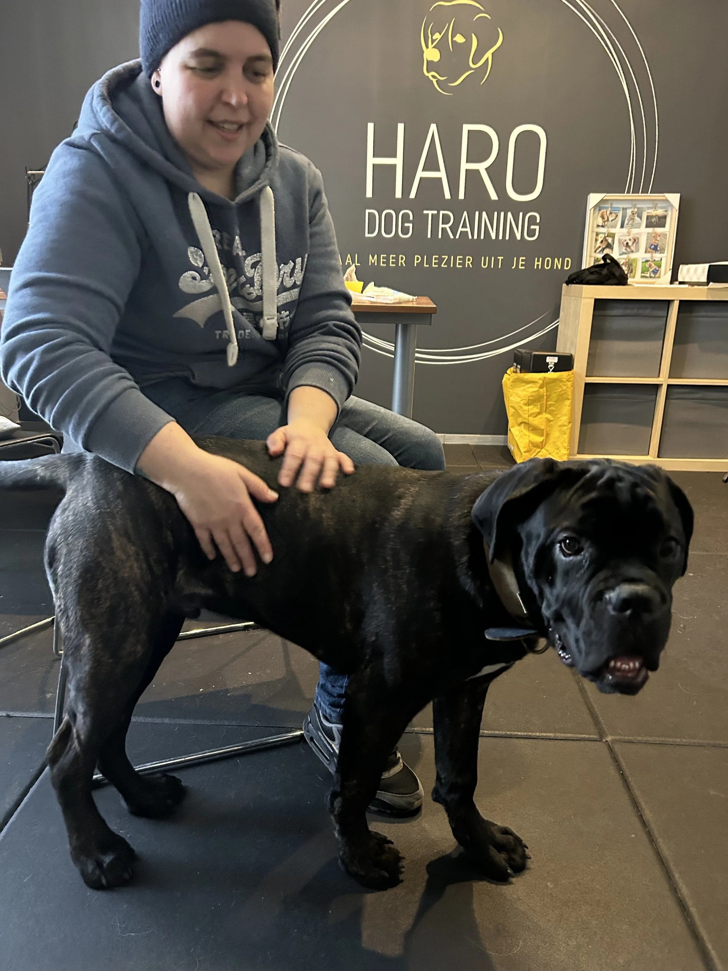 Cane Corso hond in puppytraining bij Hans Roijakkers van Haro Dog Training. Gehoorzaamheidstraining, socialisatie, gewenning, puppytraining,training voor trekken aan de lijn.