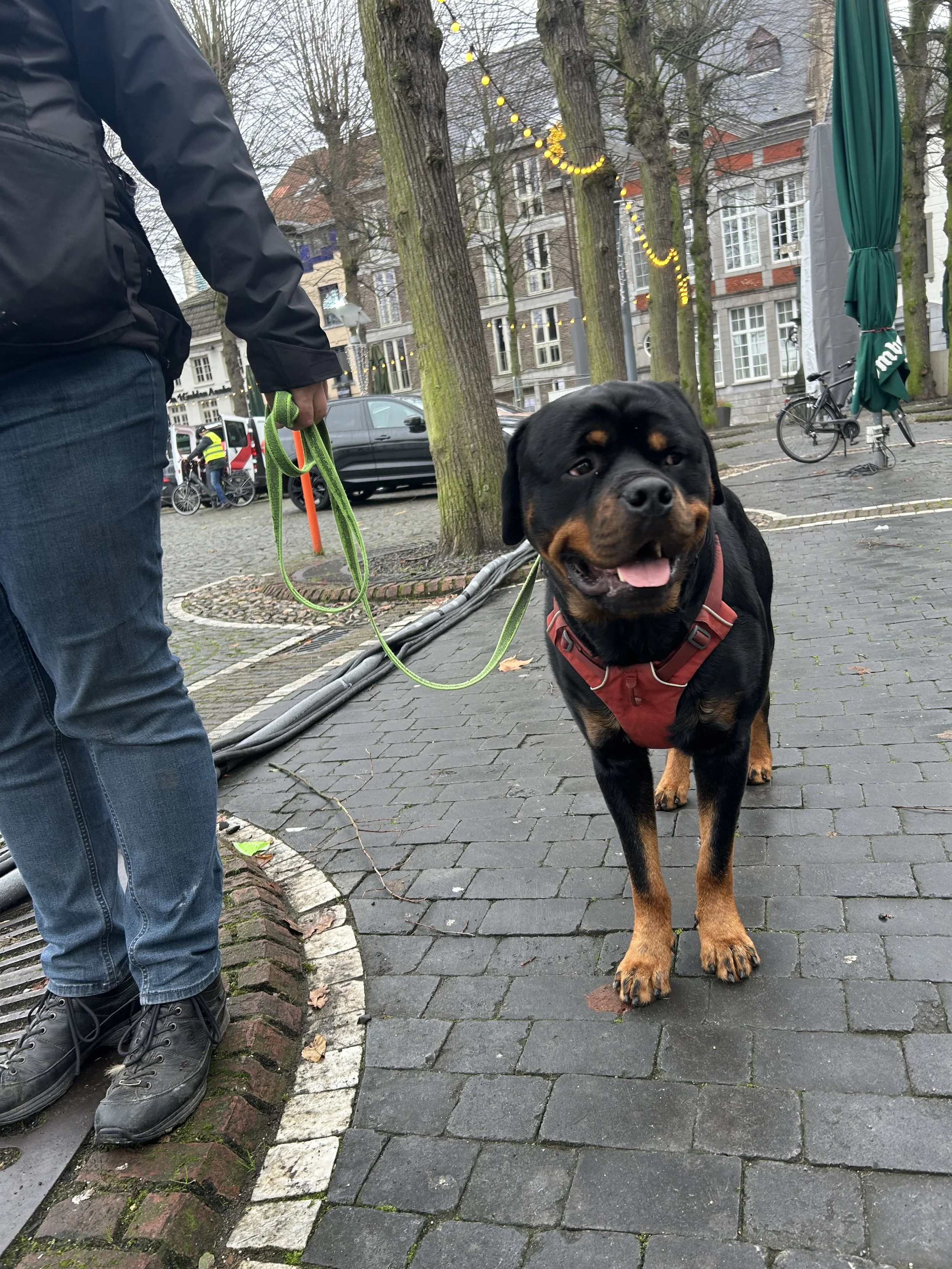 Rottweiler hond in training bij Hans Roijakkers van Haro Dog Training. Gehoorzaamheidstraining, training voor trekken aan de lijn.