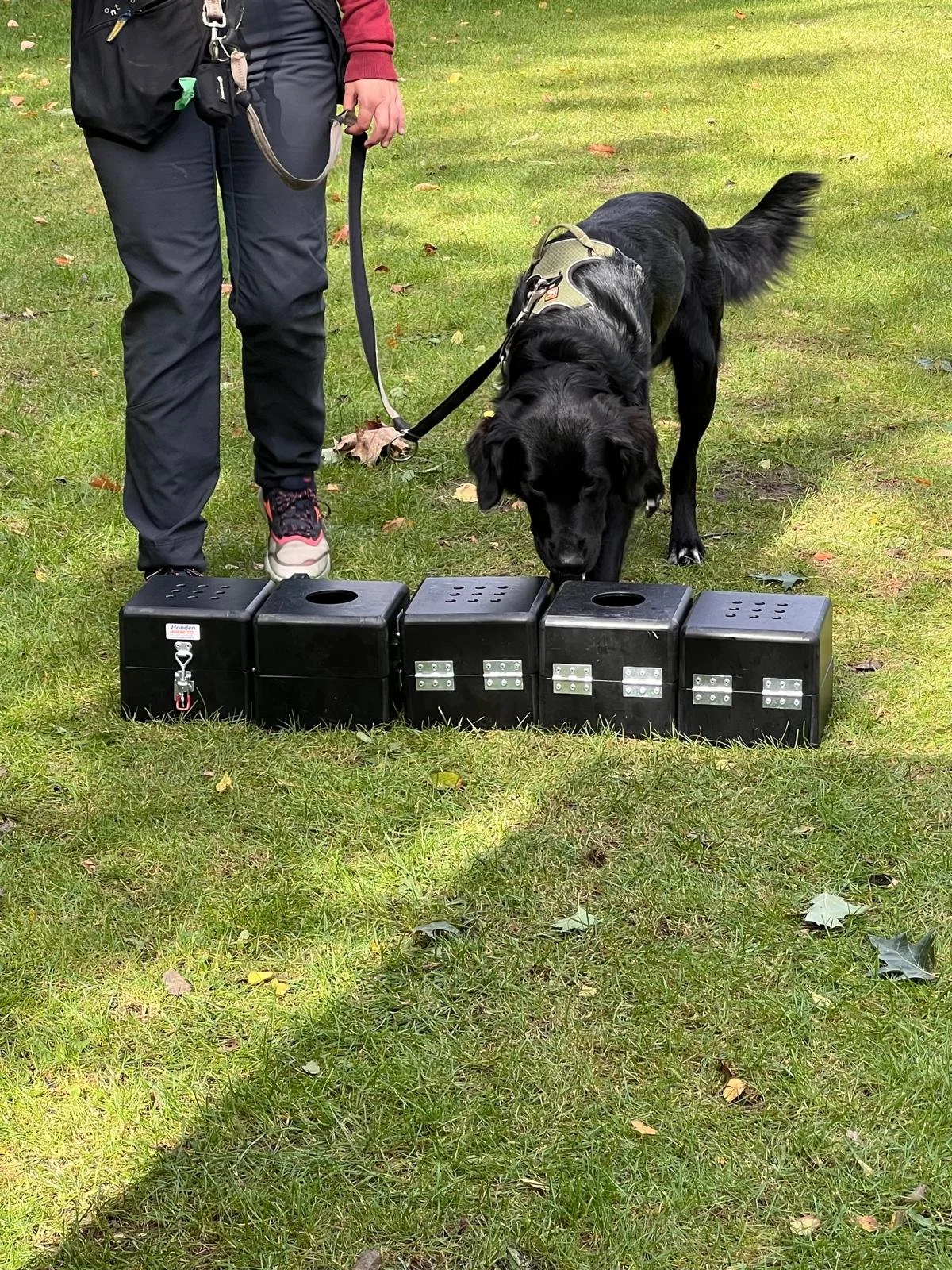Hans Roijakkers - Haro Dog Training - detectie training met Flatcoat retriever op workshop - snuffelen hond