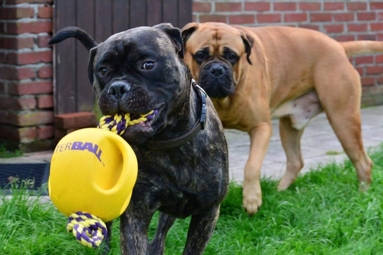 2 honden die spelen in de natuur met een mooie gele speelbal