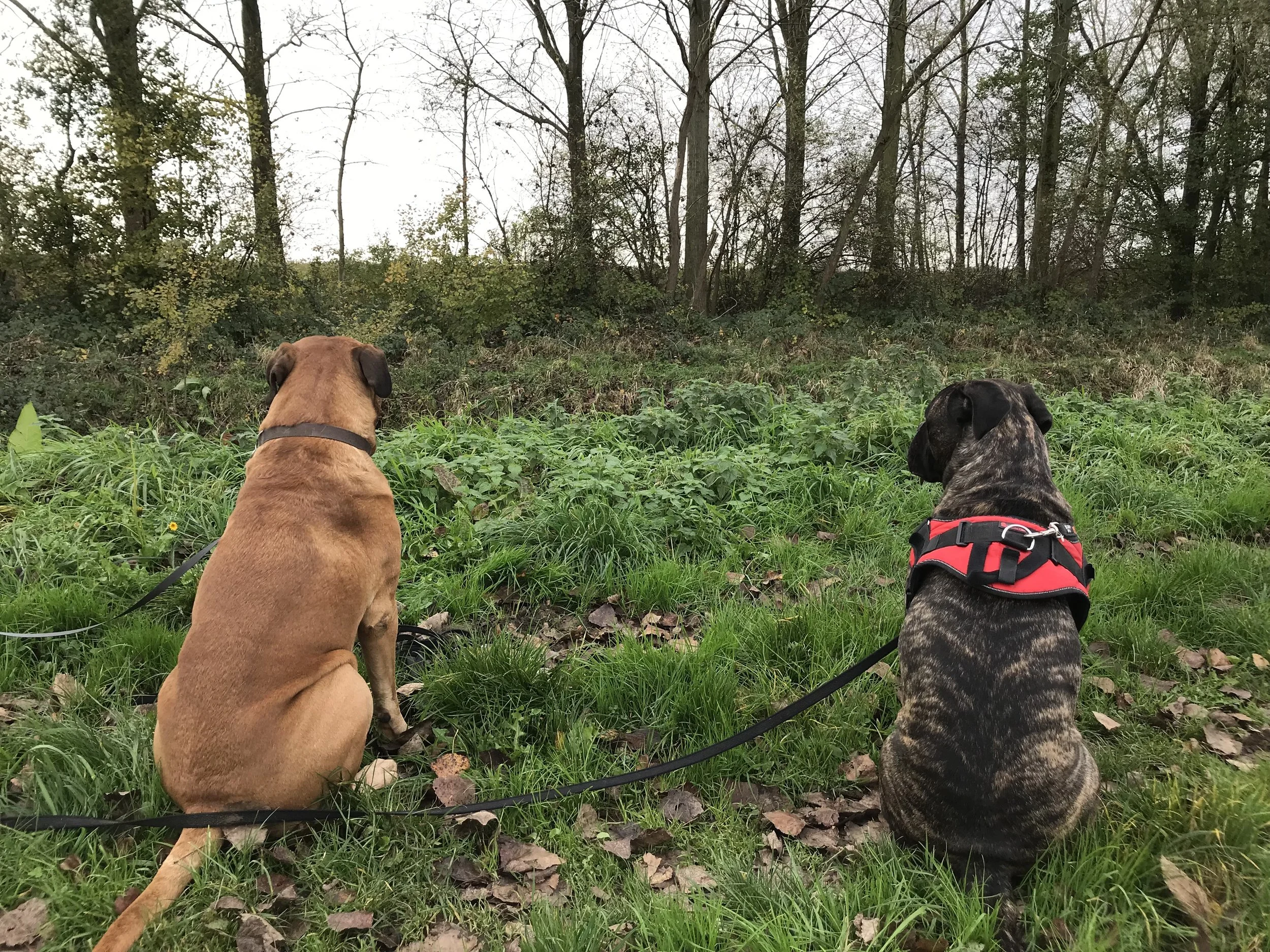 "Twee honden die samen wandelen in de natuur"