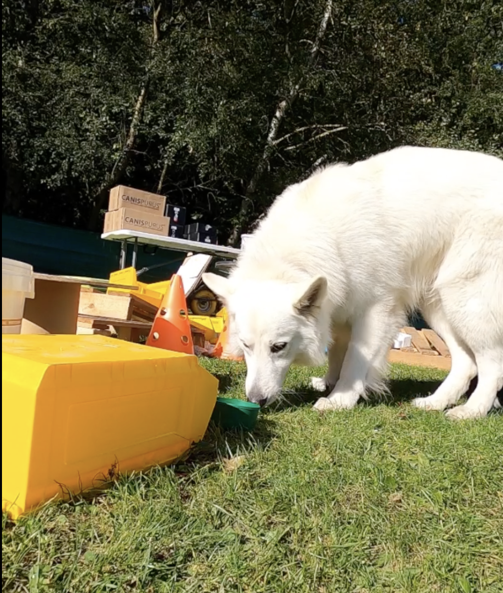 Hans Roijakkers - Haro Dog Training - detectie training met zwitserse herder op workshop - snuffelen hond