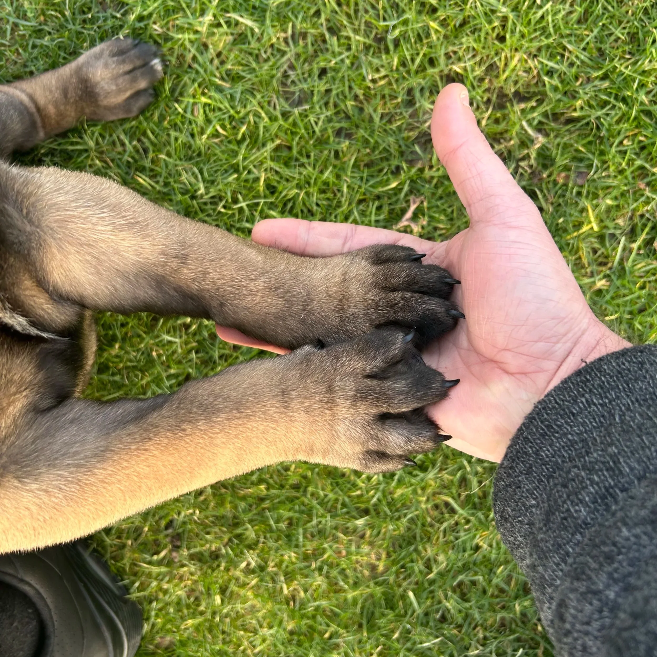 Hans Roijakkers - Haro Dog Training met pootjes van zijn puppy bullmastiff in het gras